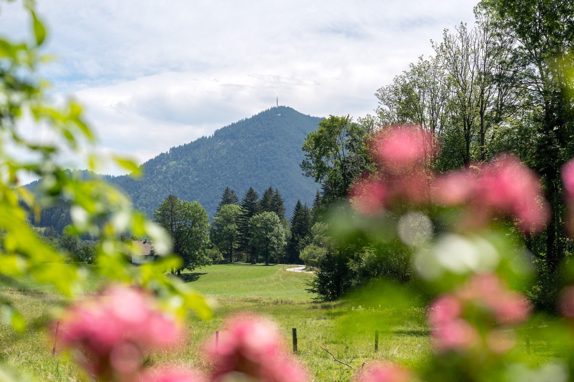 Mountain landscape with green meadows and trees, blurred pink flowers in the foreground.