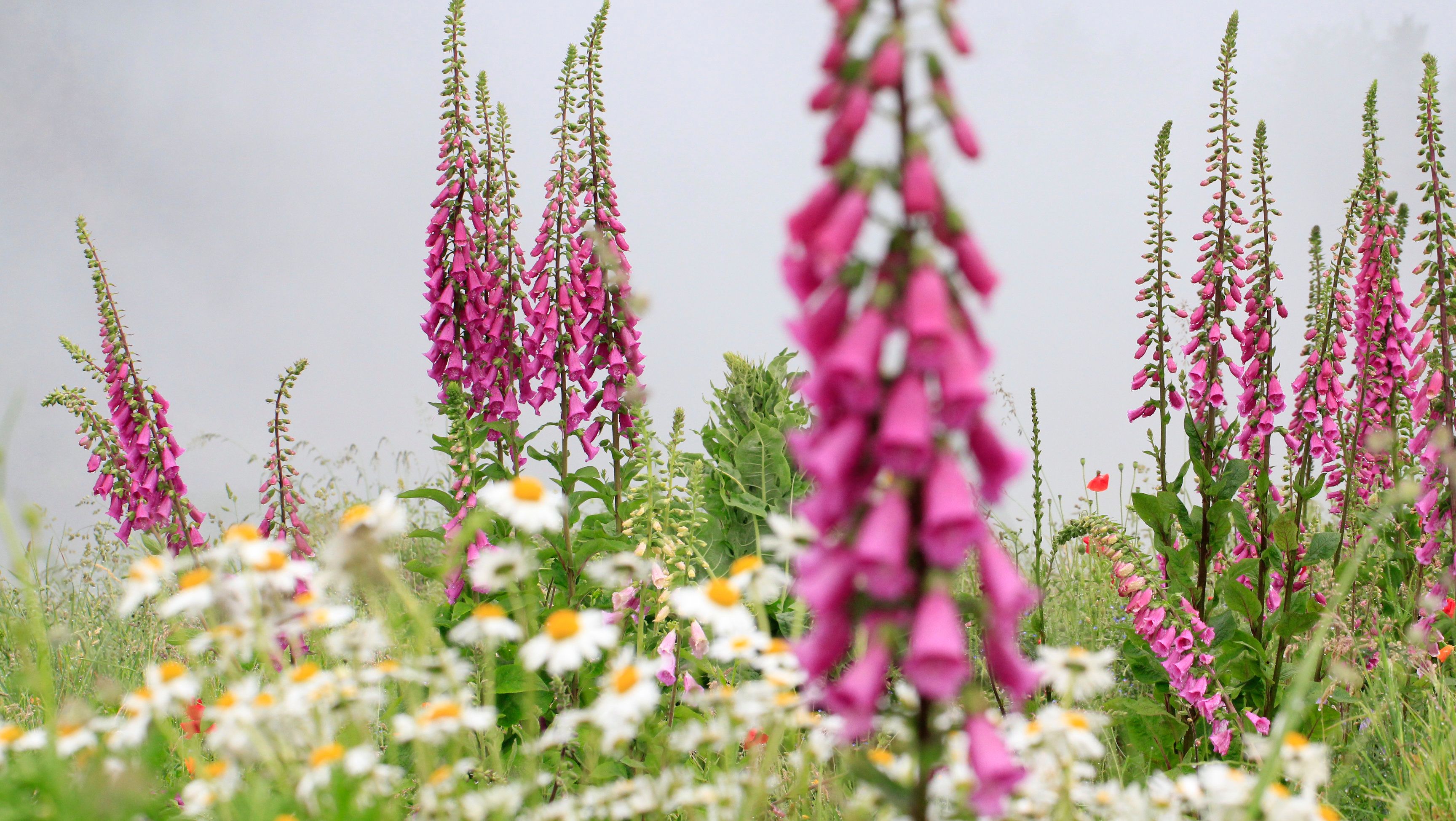 Flower meadow with pink foxgloves and white daisies.