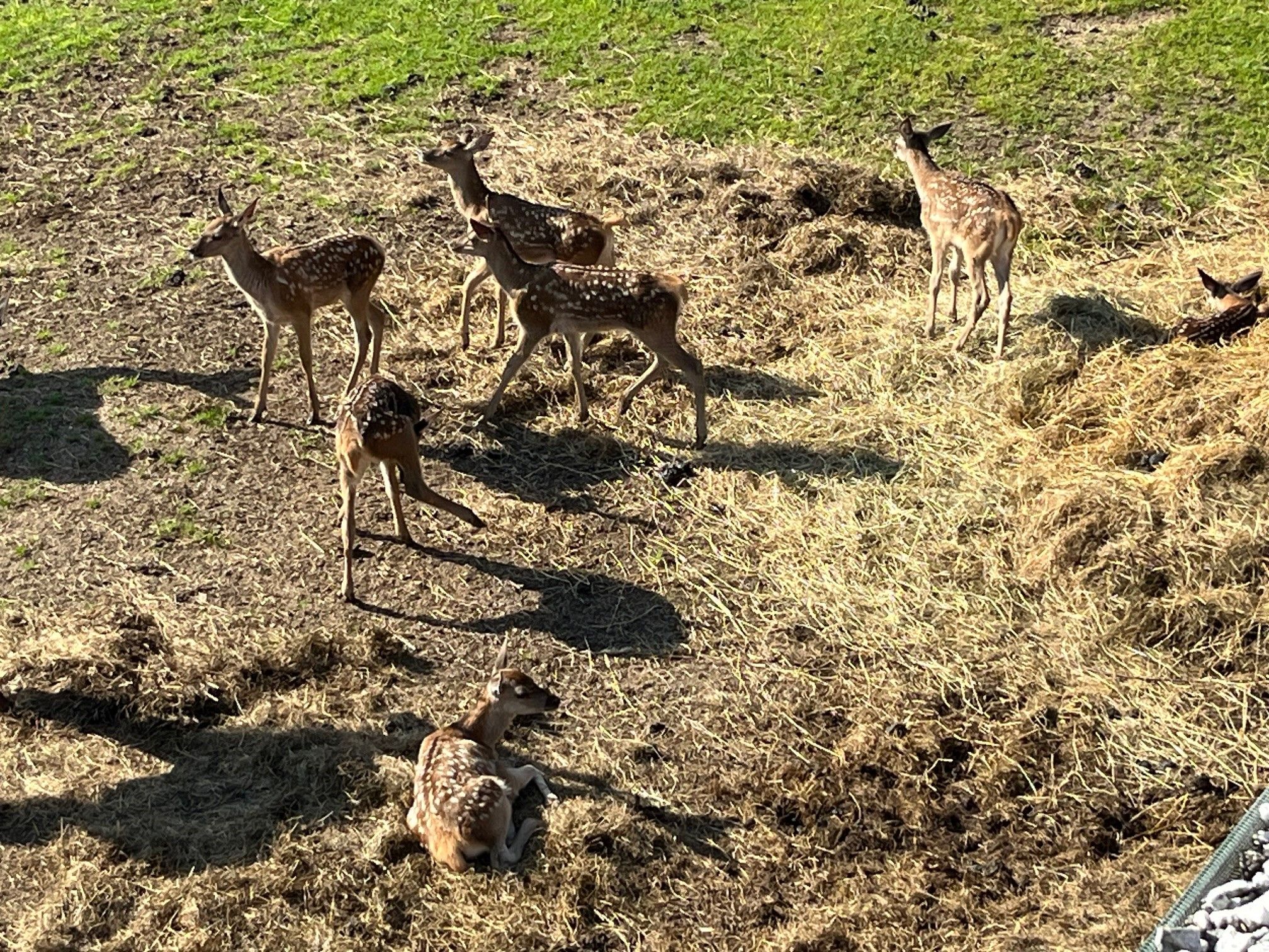 A group of young deer stands and lies in a field of hay and grass.