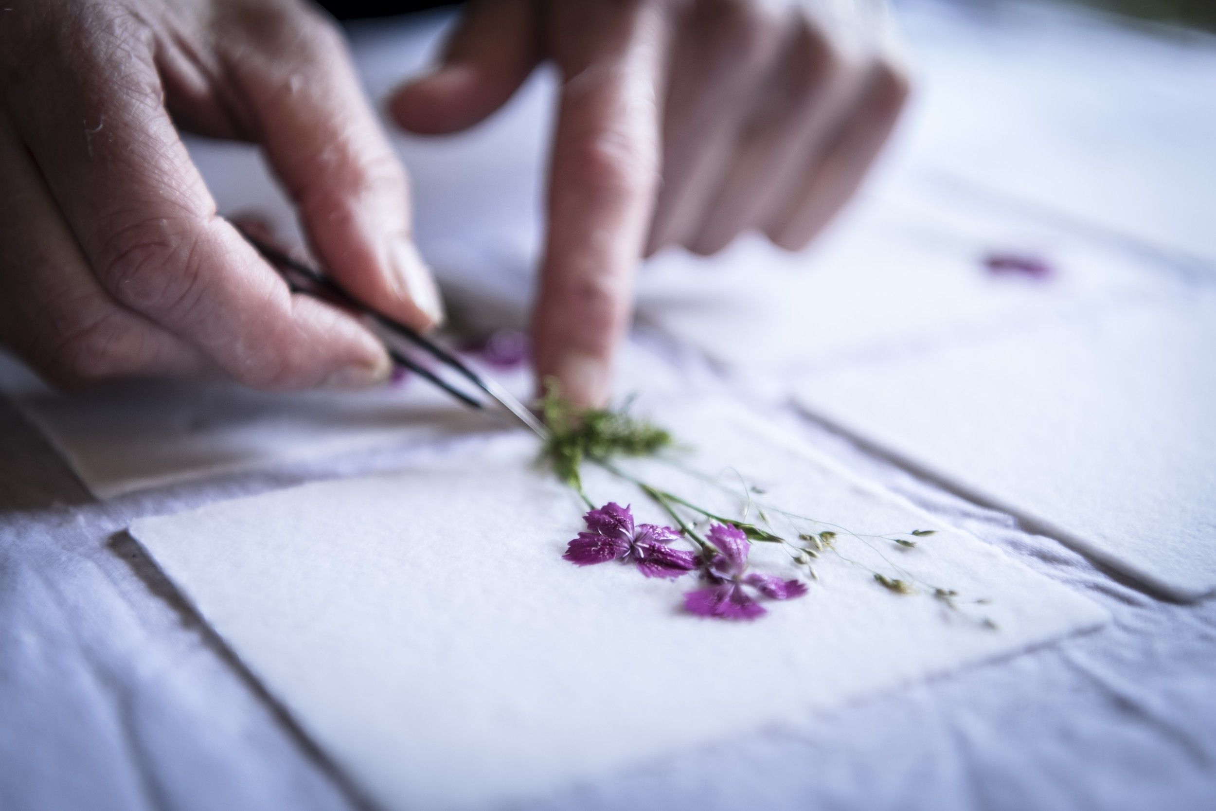 Close-up of hands placing flowers on paper with tweezers.