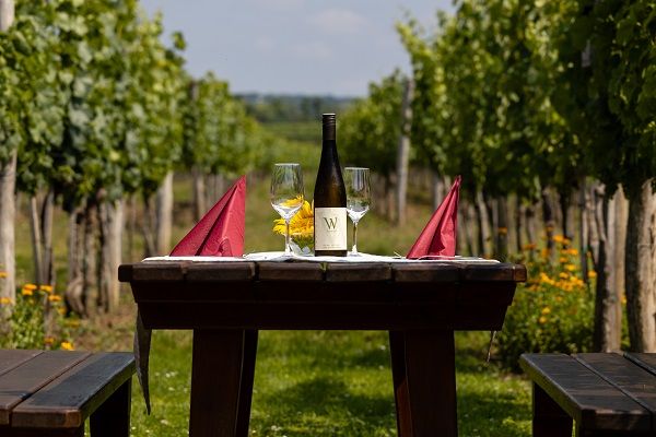 Enjoyment in the vineyard