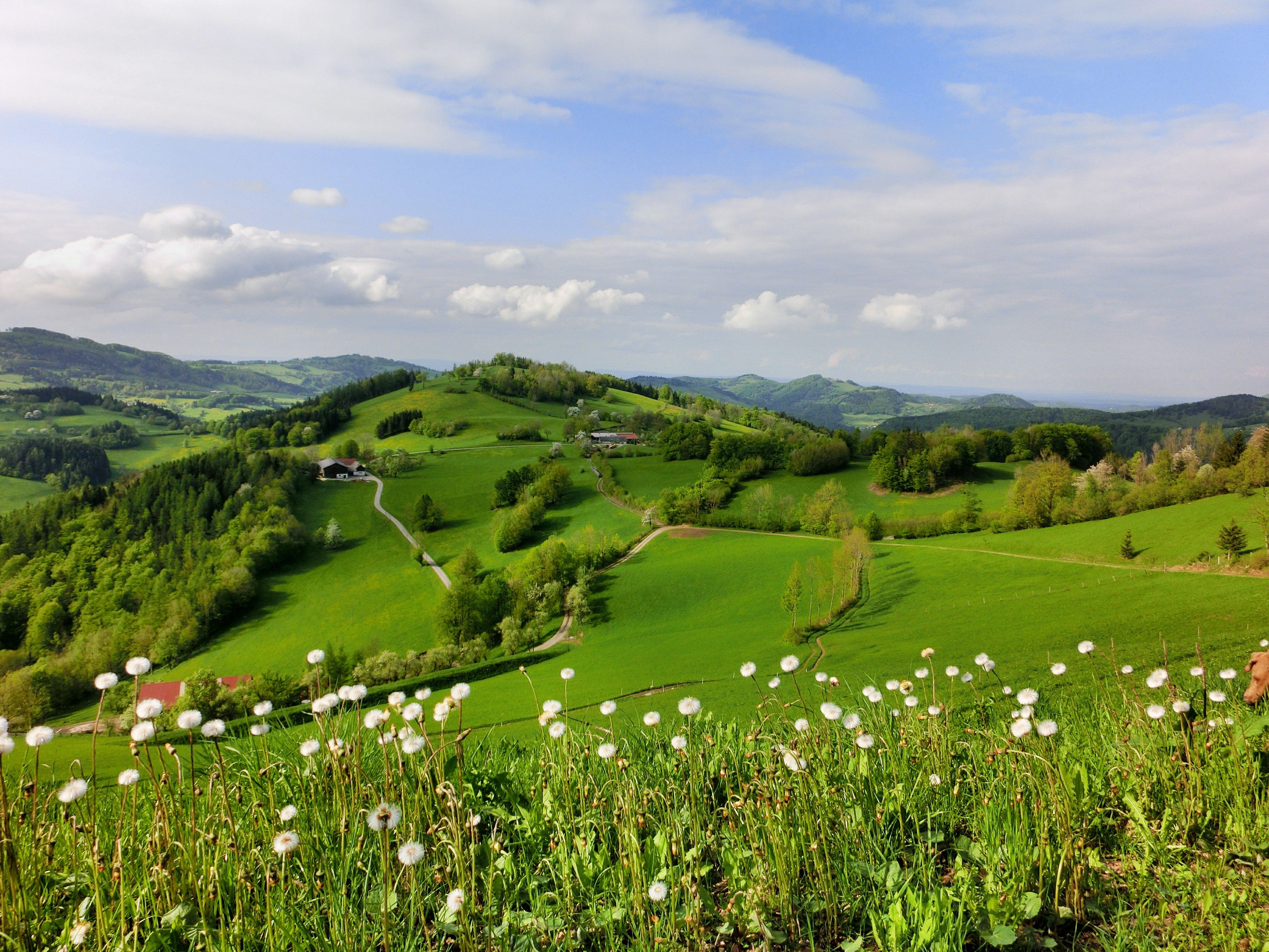 Green hilly landscape with dandelions in the foreground and a cloudy sky.