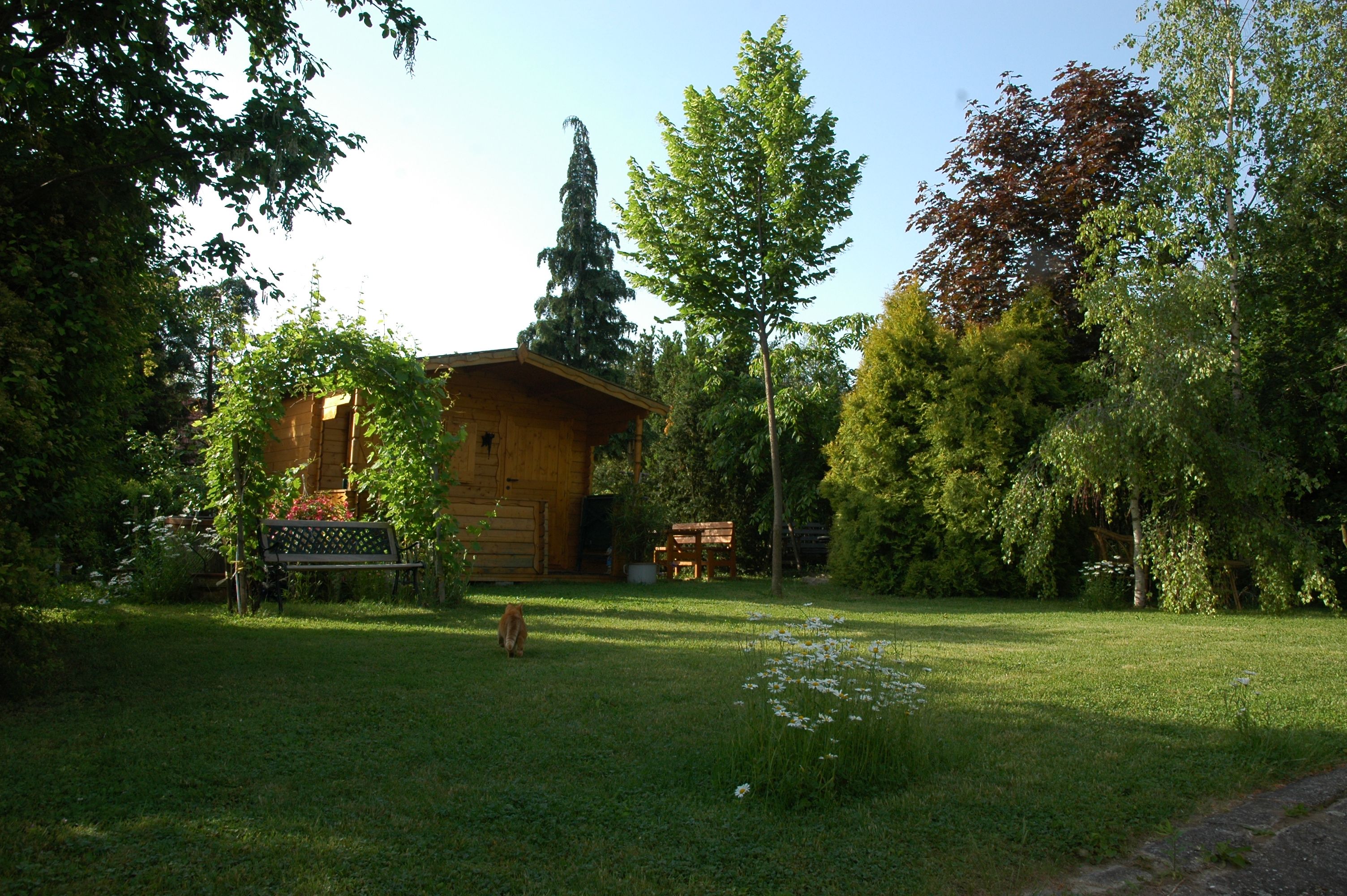 A quiet garden with a wooden hut, trees and a bench. A cat runs across the lawn.