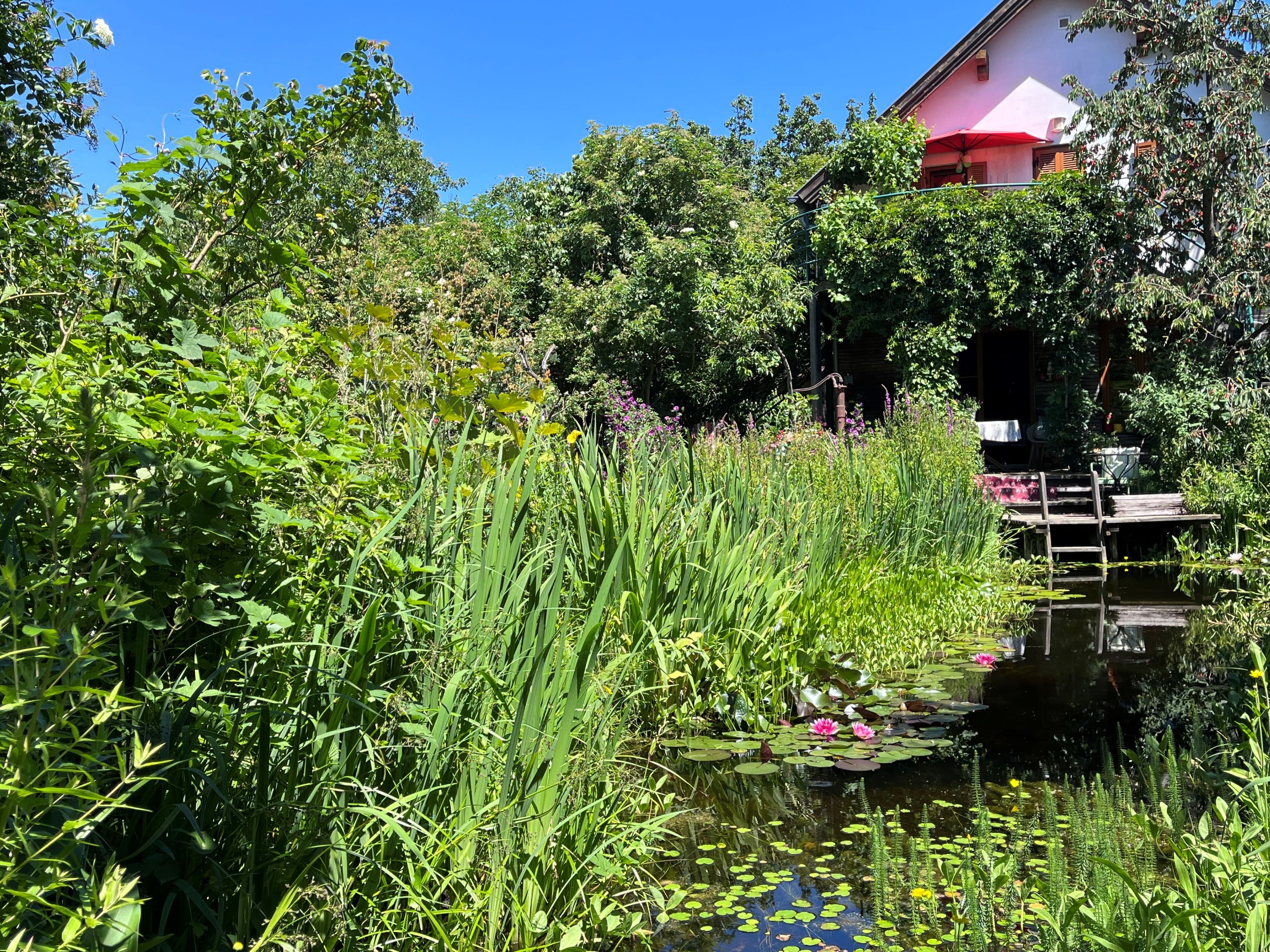 A lush garden with a pond, water lilies and a house in the background.