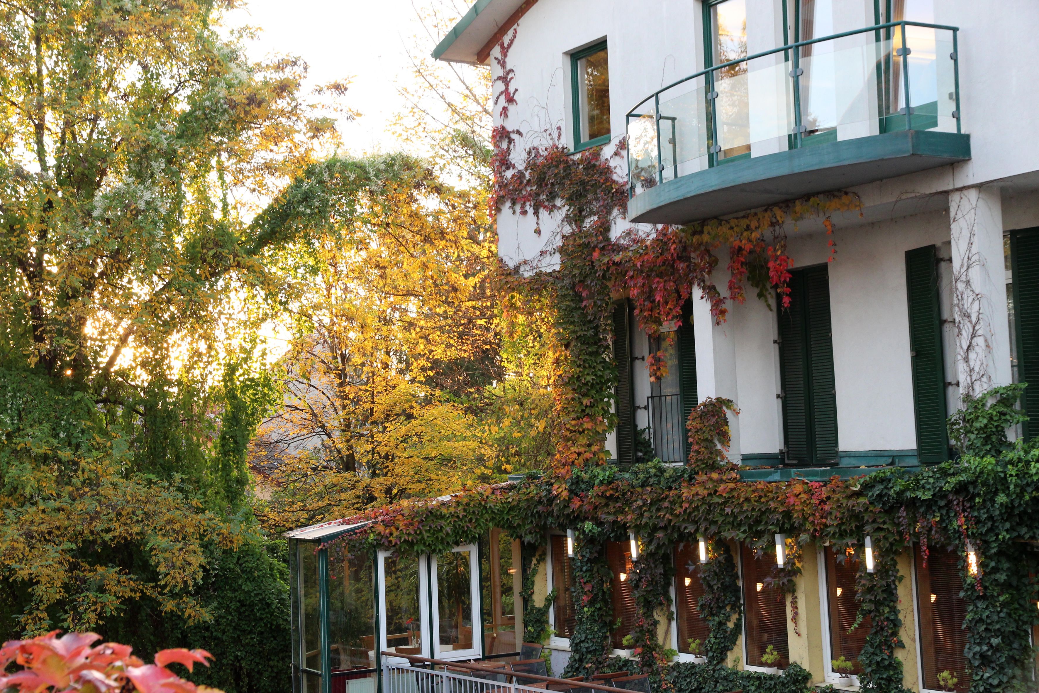 Exterior view of a house overgrown with ivy and autumn trees in the background.
