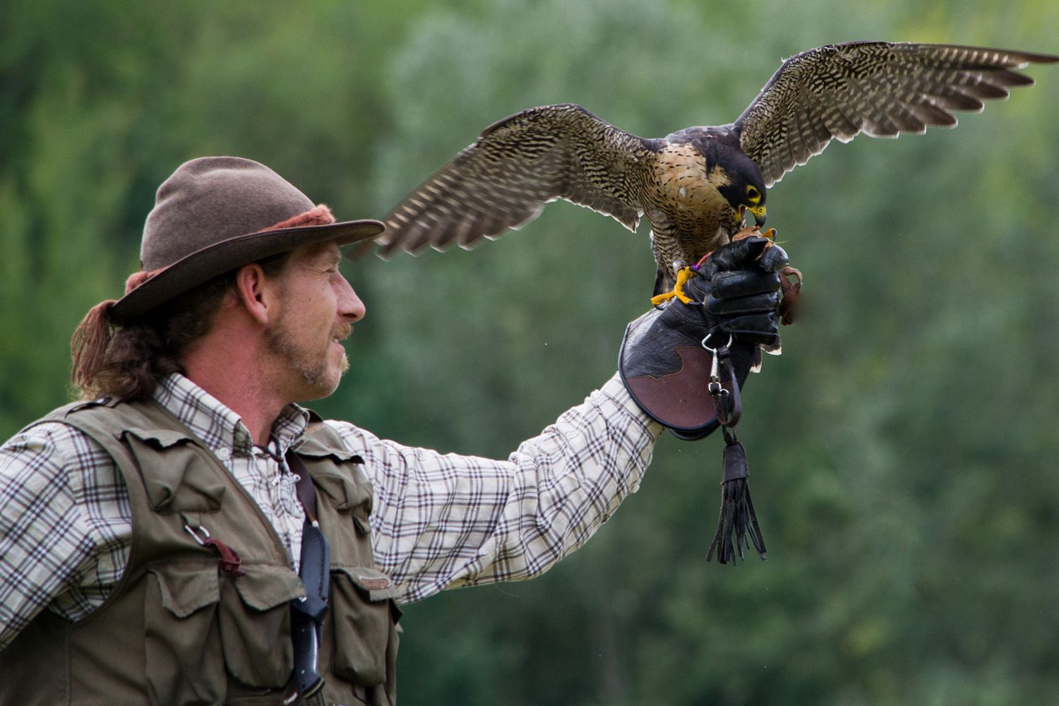A falconer holds a falcon on his gloved hand.