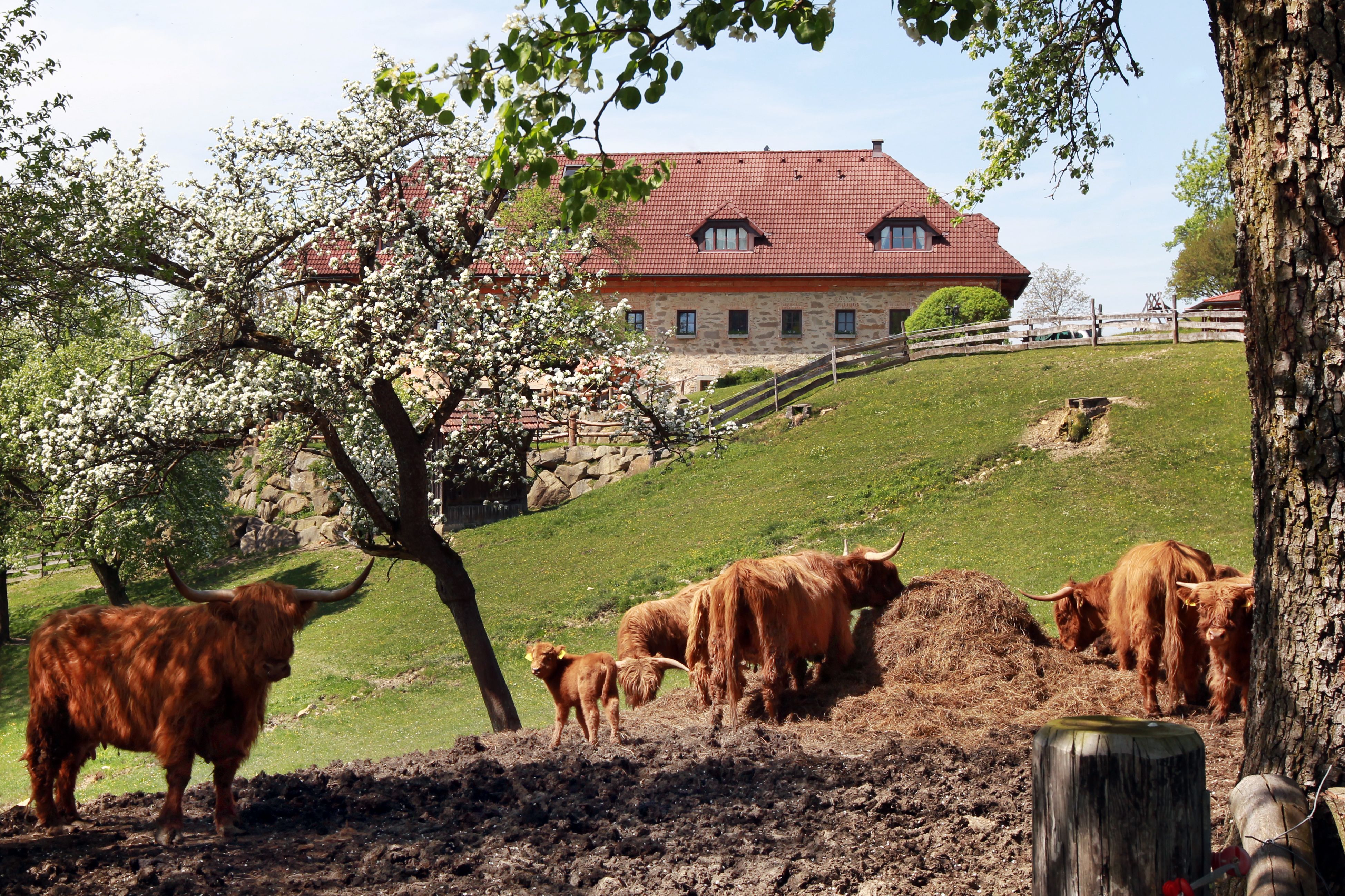 Highland cattle in a meadow in front of a farmhouse.