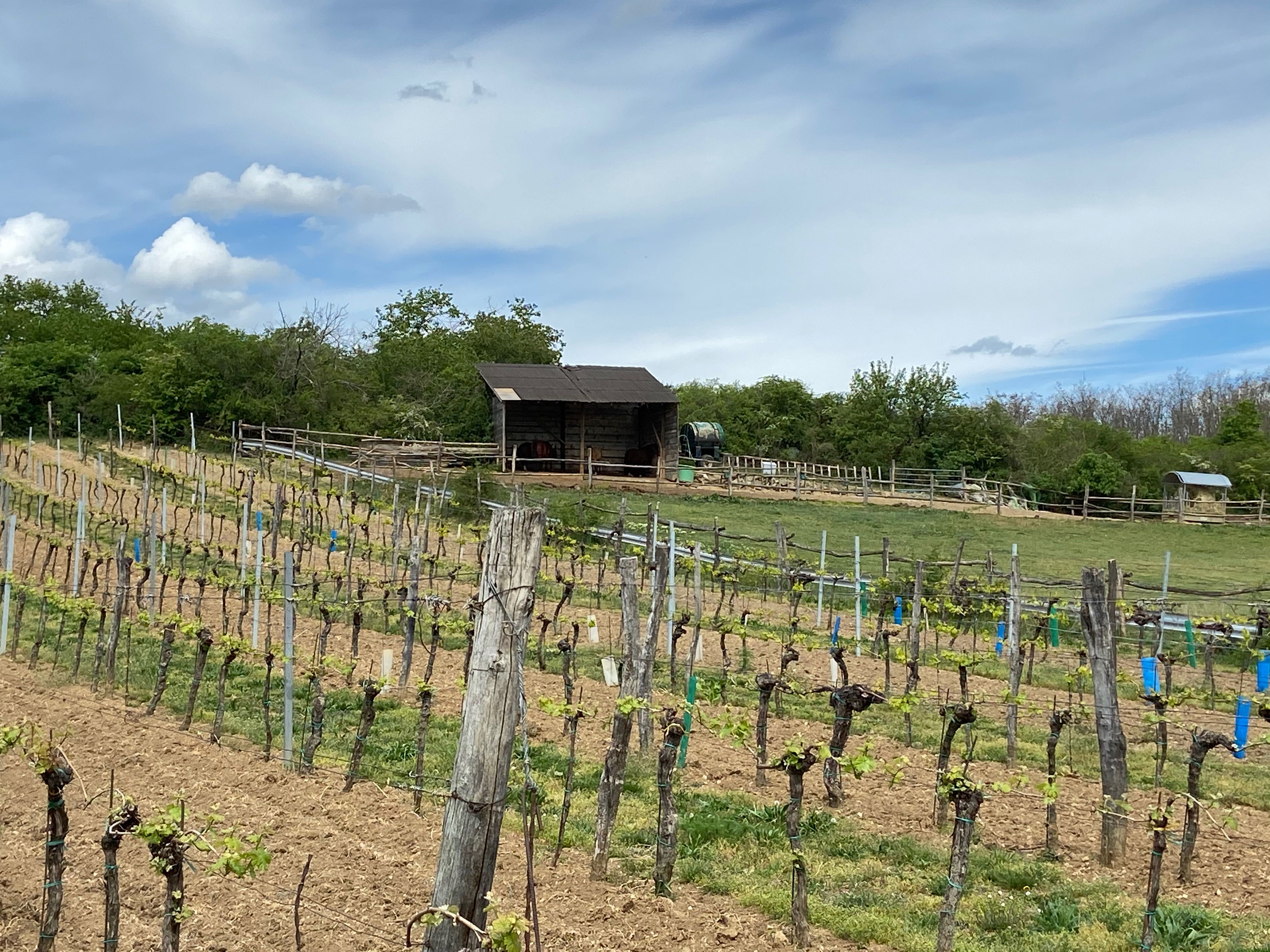 Vineyard with huts and cloudy sky in the background.