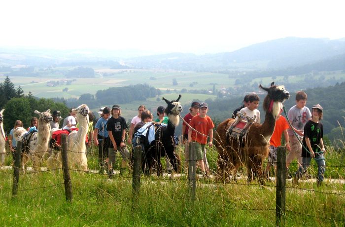Group of people and llamas on a hiking trail with landscape in the background.