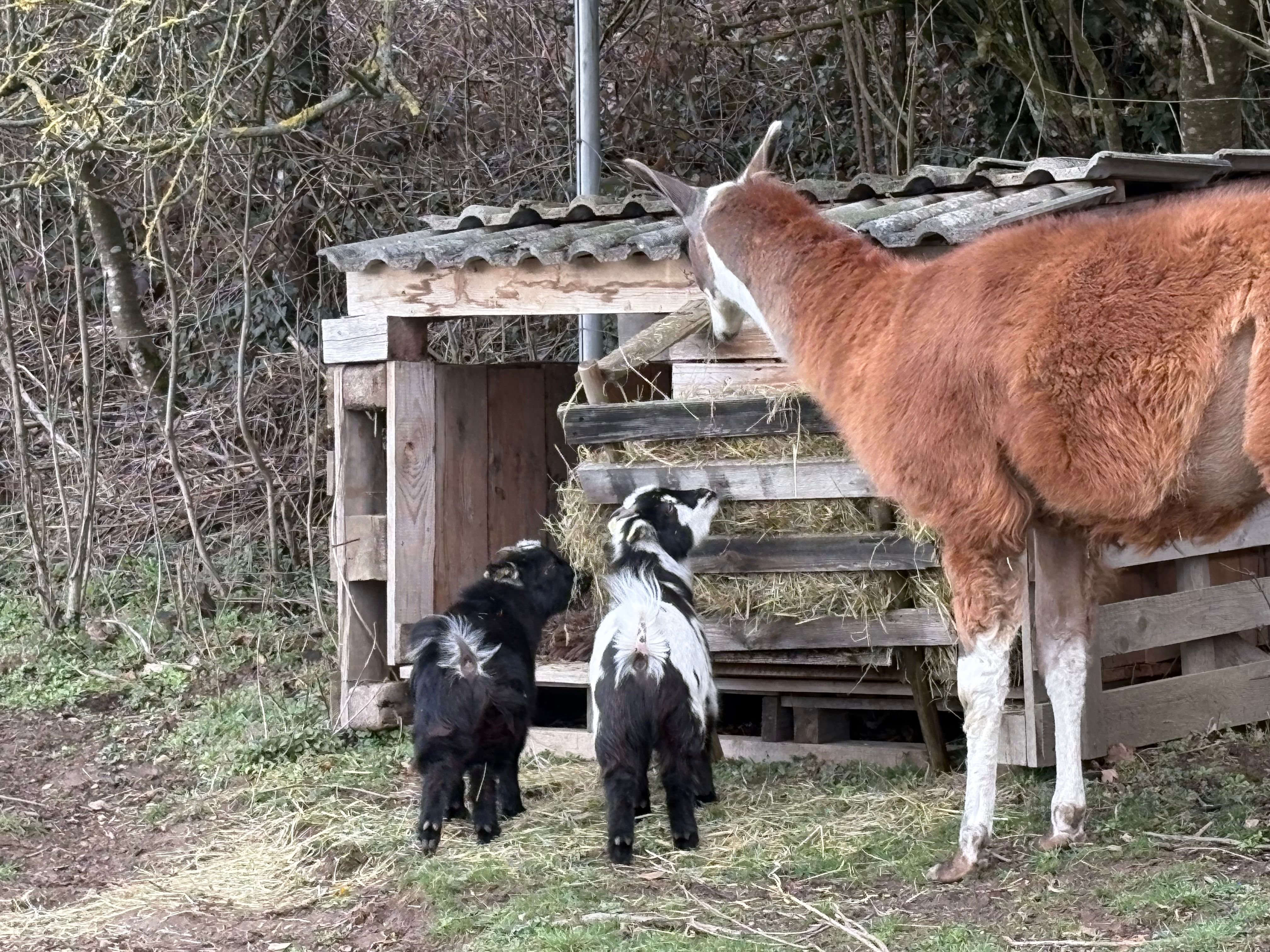 A llama and two goats stand in front of a wooden shelter with hay.