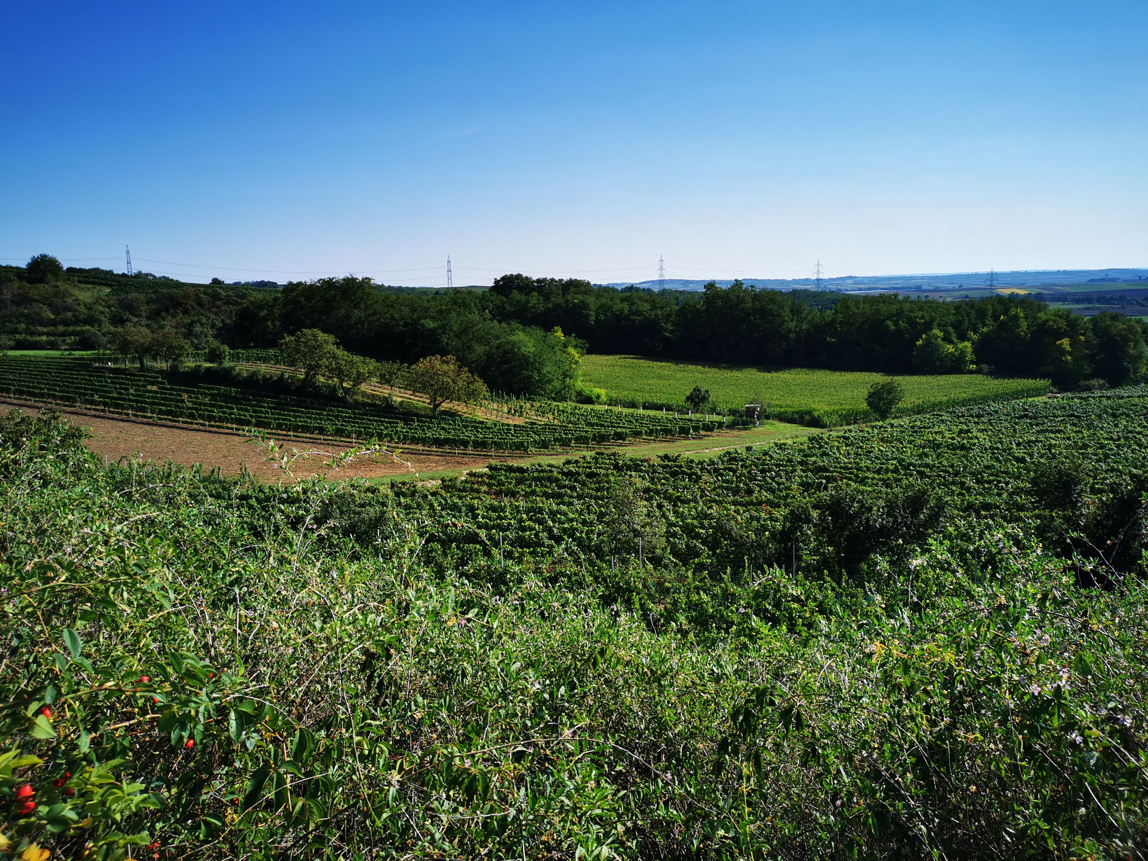 Vineyards on the Schatzberg in Ragelsdorf under a clear sky.