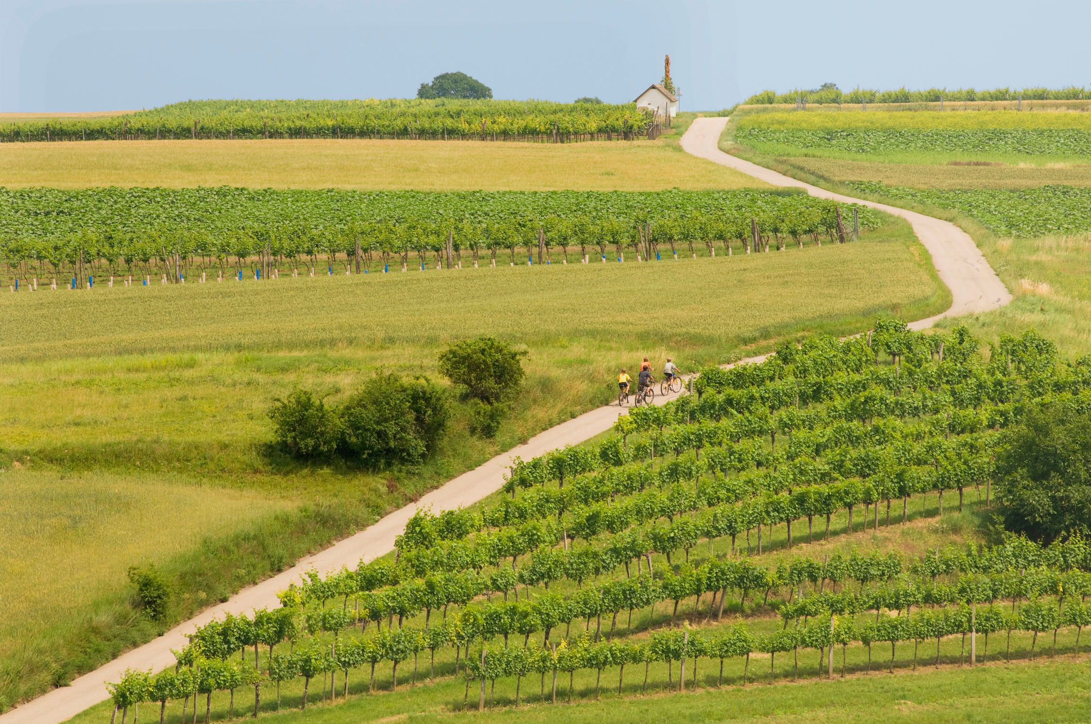 Cyclists on a path through vineyards in a rural landscape.