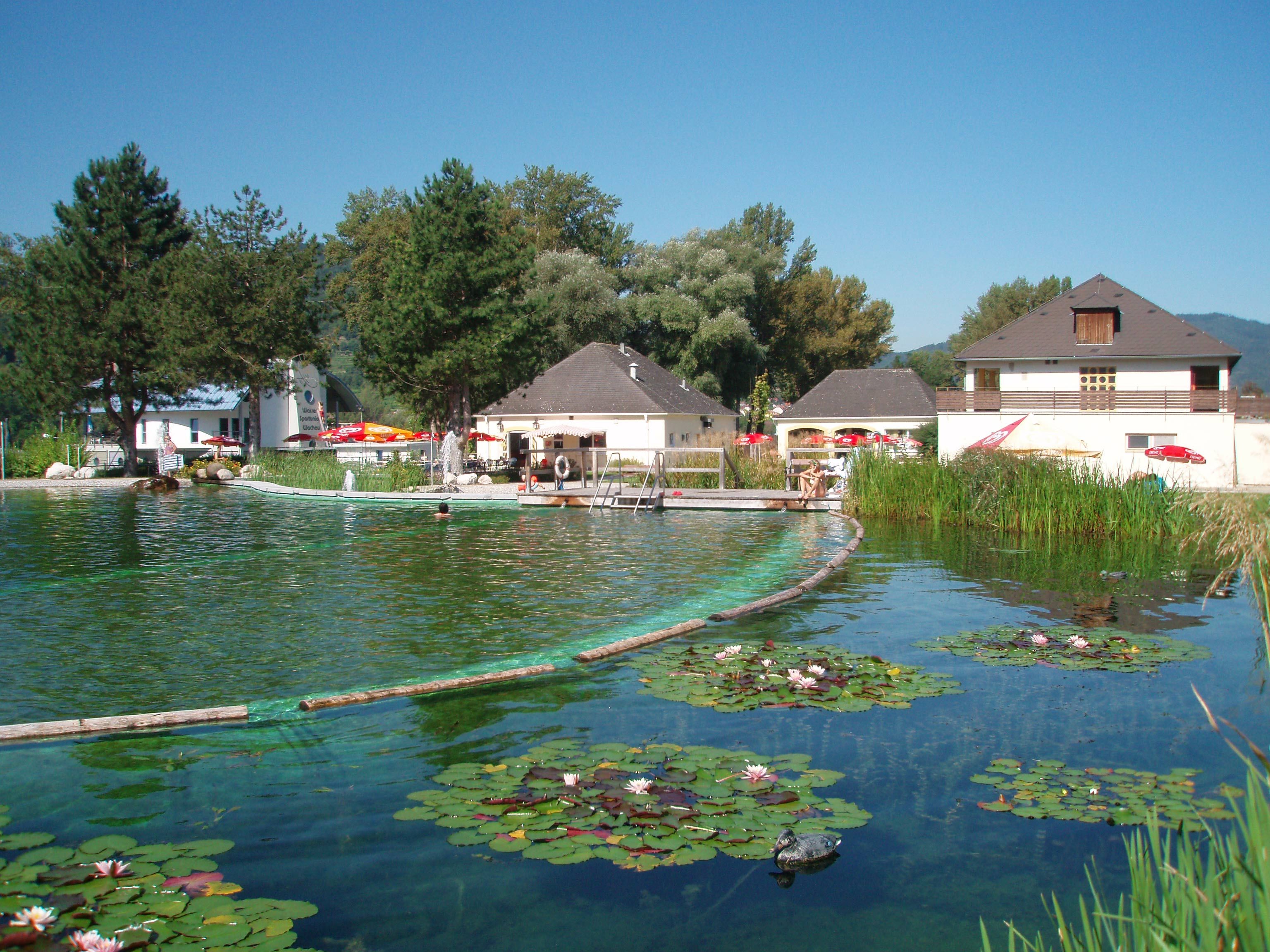 Natural pool with water lilies and buildings in the background.