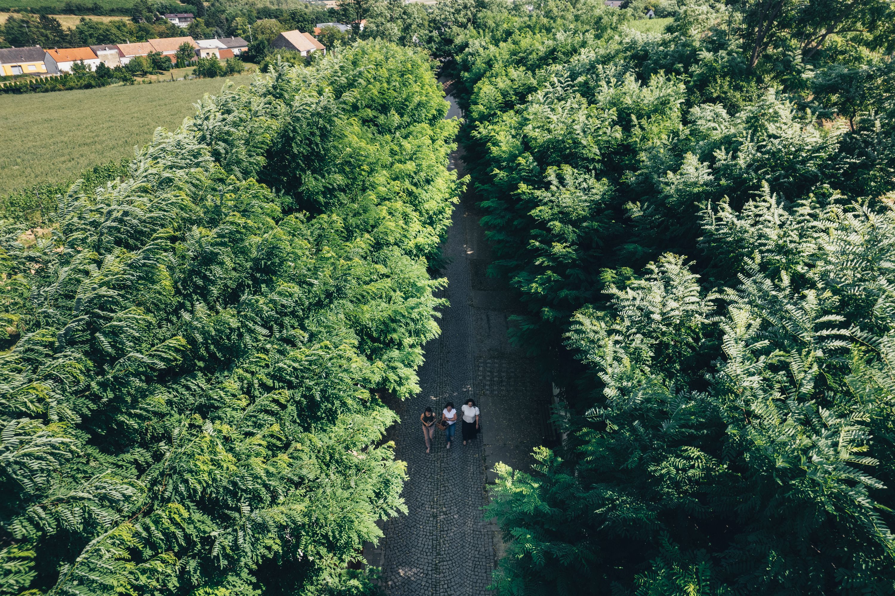 Three people are walking along a tree-lined path in Poysdorf.