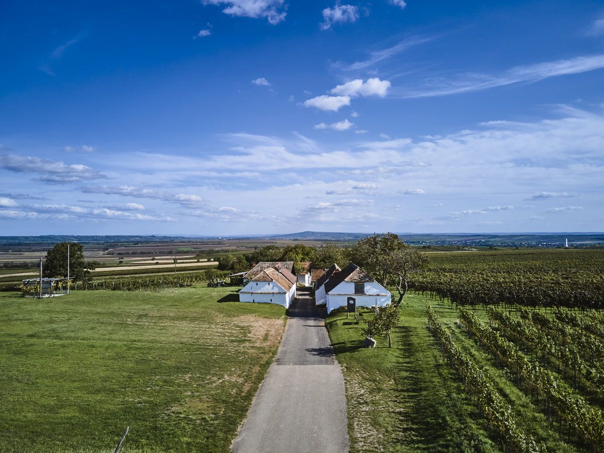 Landscape with vineyards and a small white building under a blue sky.