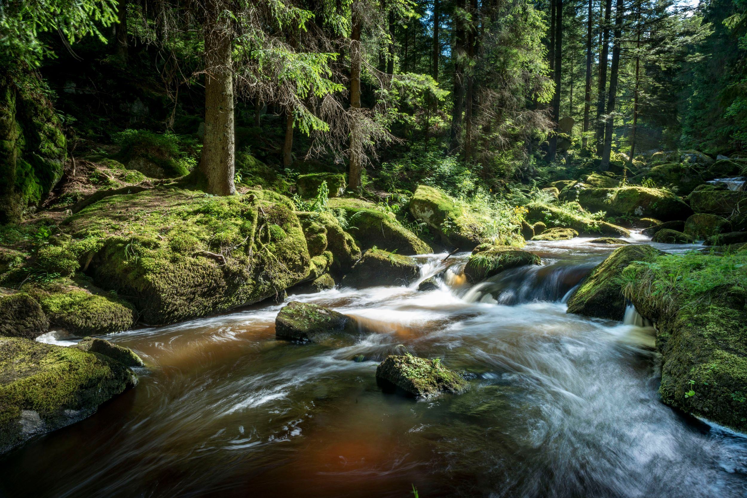 A clear stream flows through a moss-covered forest with sunlight shining through the trees.