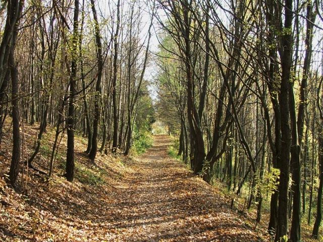 A forest path in the Vienna Woods, lined with trees covered in autumn leaves.