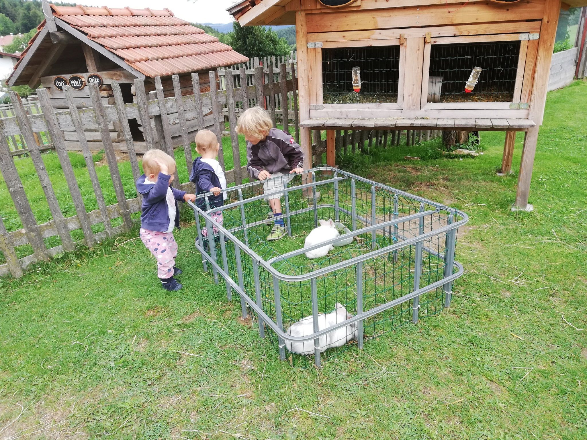 Three children are standing next to a small enclosure with white rabbits in a meadow.