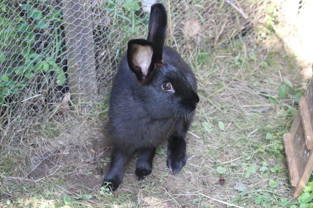 Rabbits at the Kirchau vacation farm