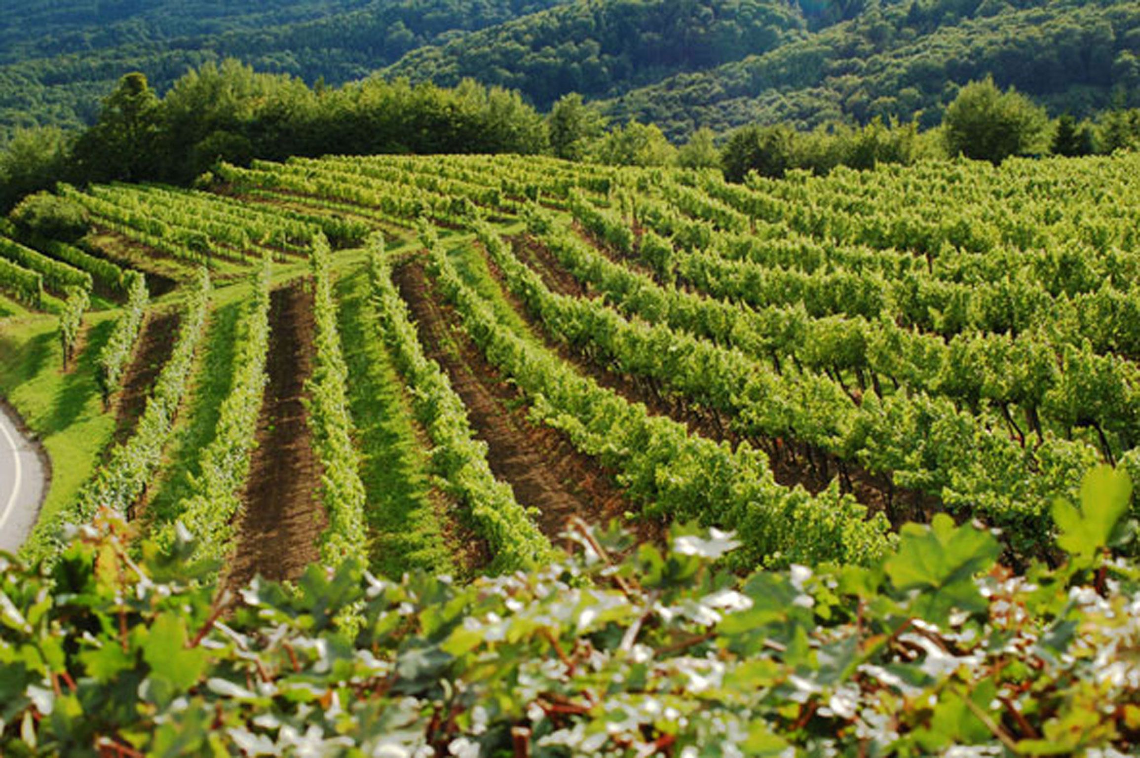 Vineyards in the Wachau with green vines and hills in the background.