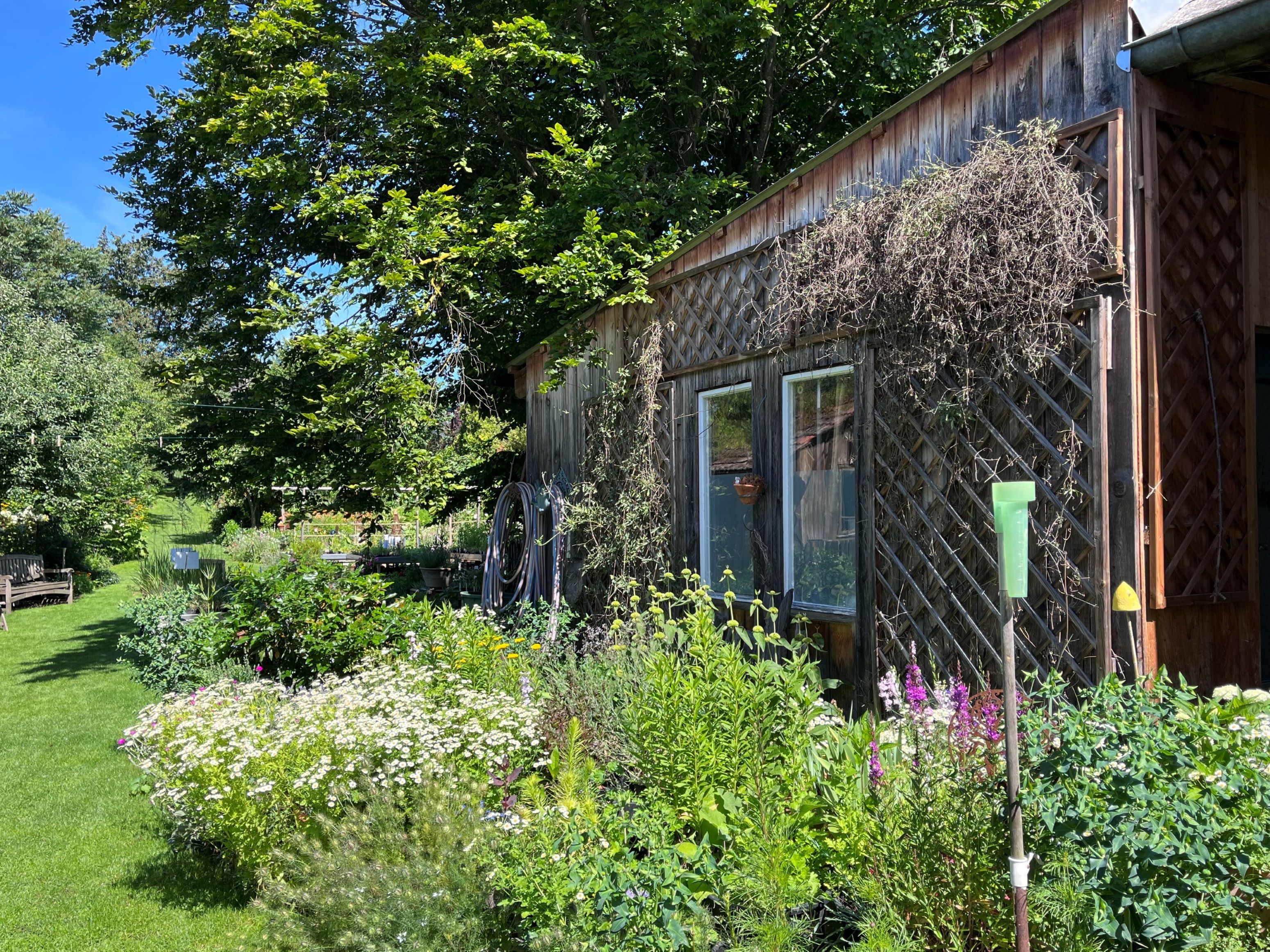 A cottage garden with flowers, shrubs and a wooden shed in the background.