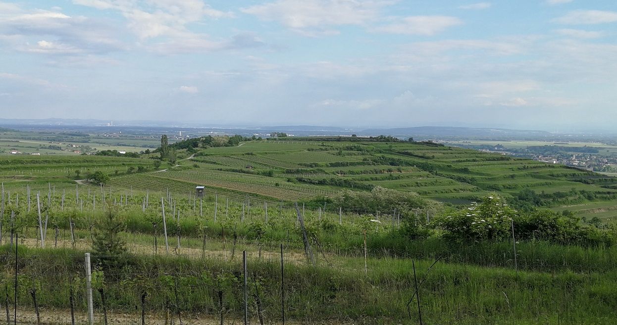 Vineyards on the Gaisberg with sweeping views over the countryside.
