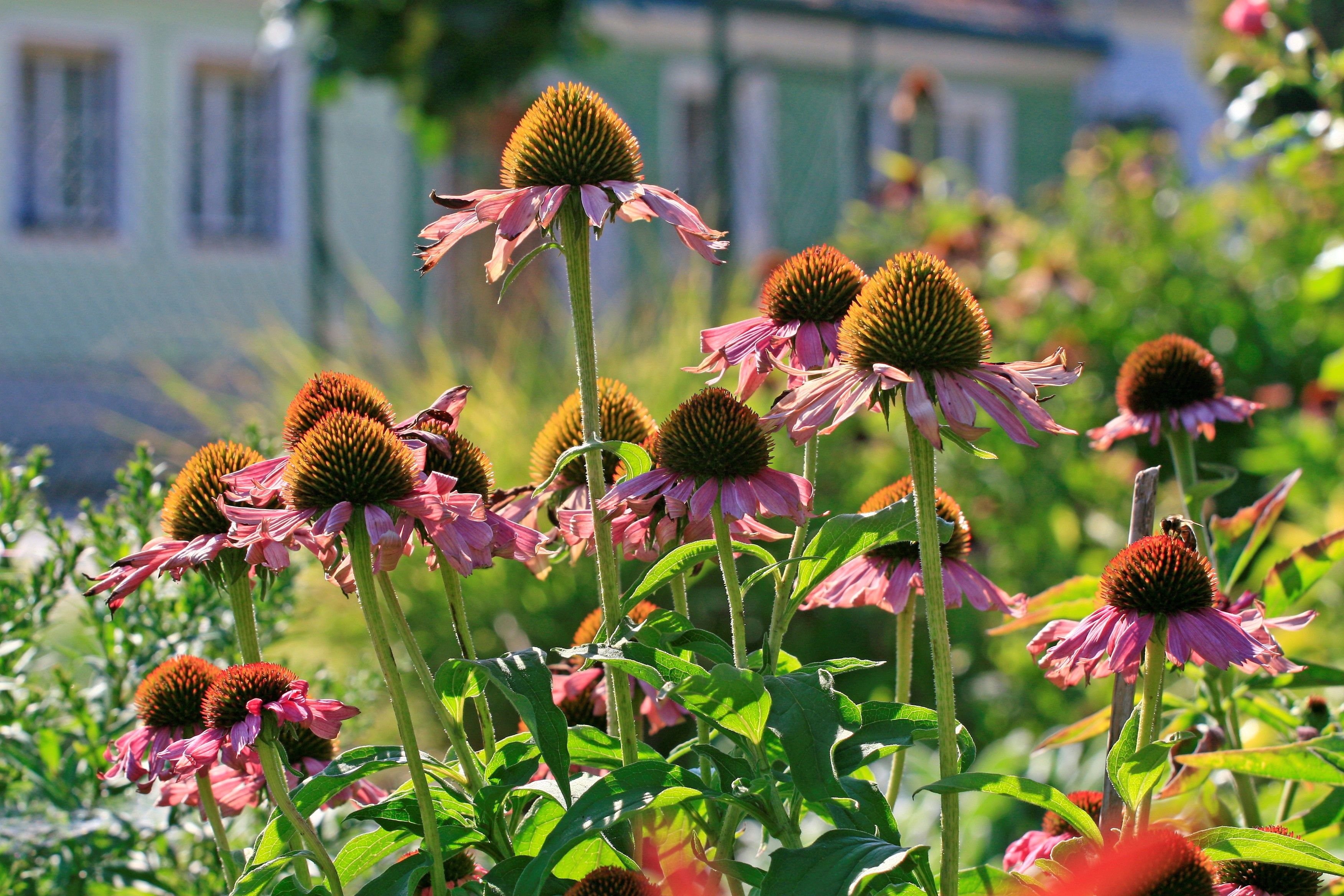 Close-up of purple sun hats in a garden.