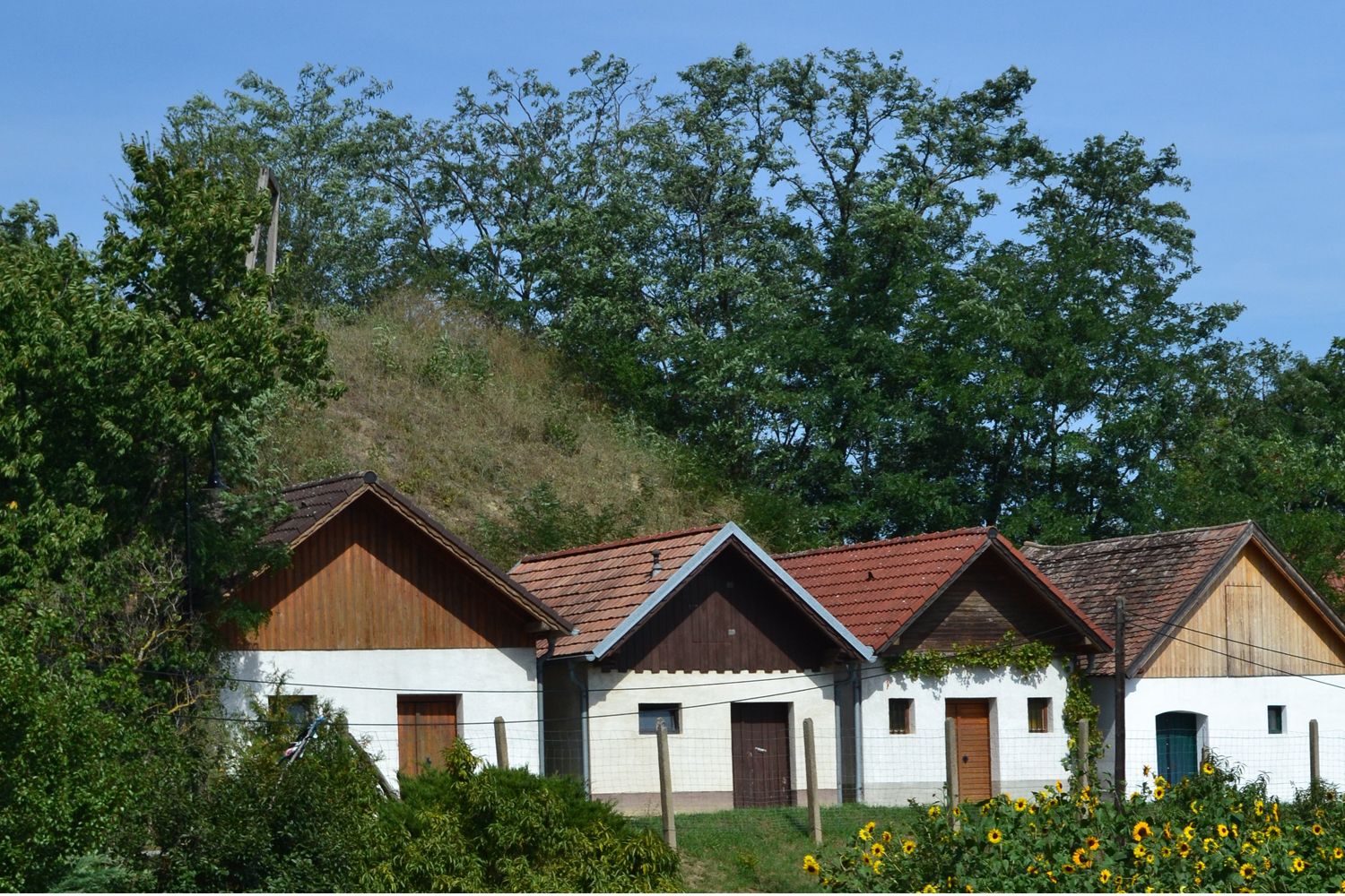 Three traditional wine cellars with red roofs in a rural setting, surrounded by trees and sunflowers.