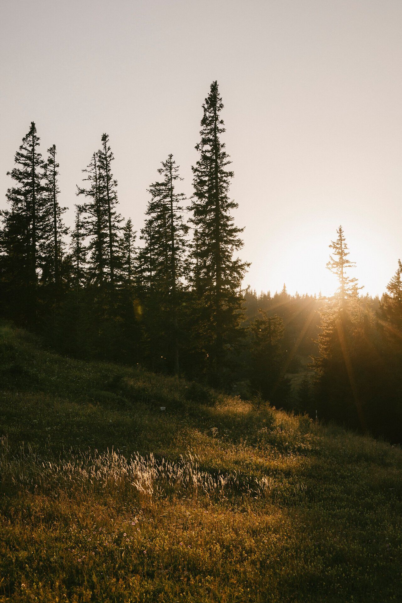 Sunrise among the conifers at the Raxalm Mountain Inn