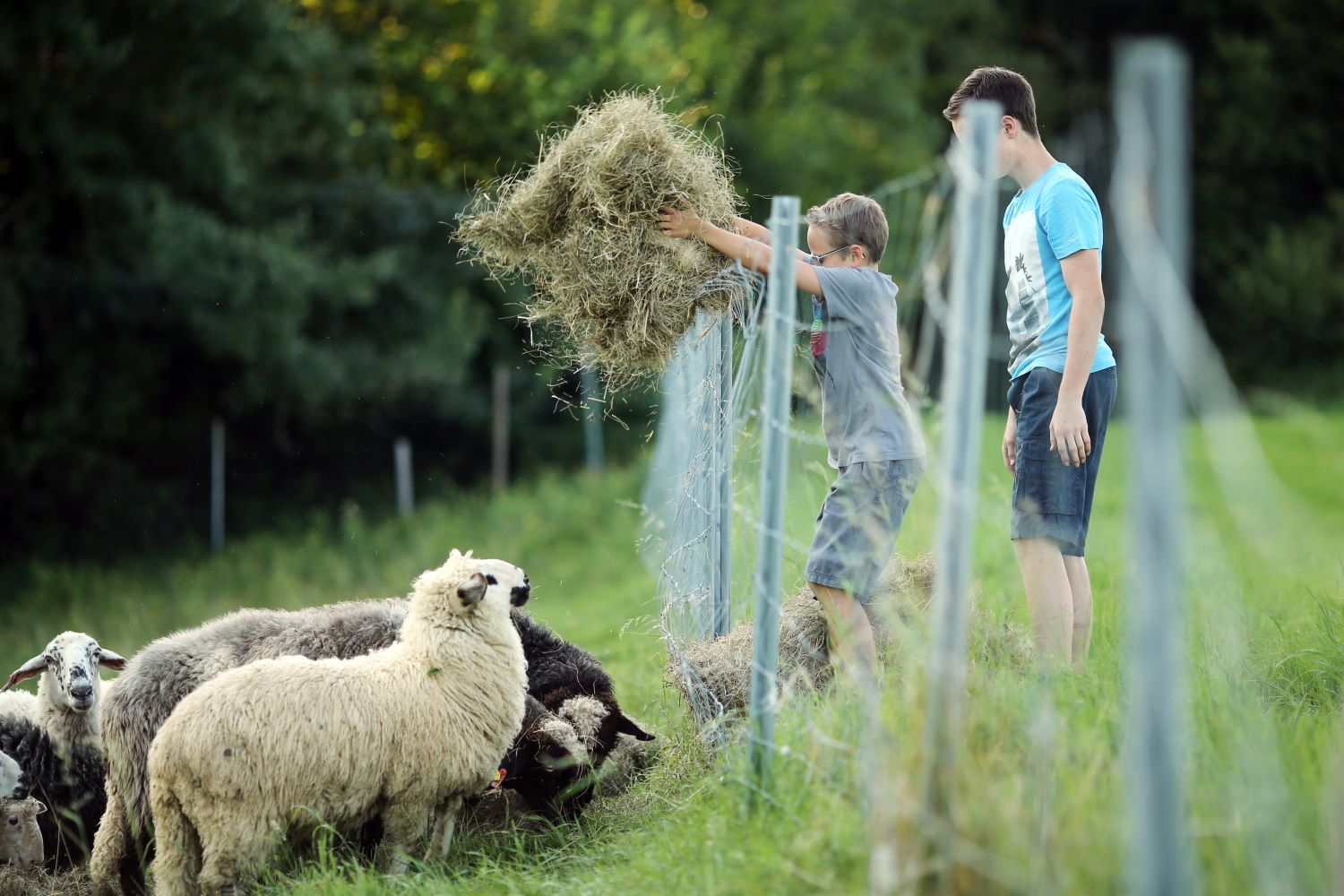 Children feeding sheep