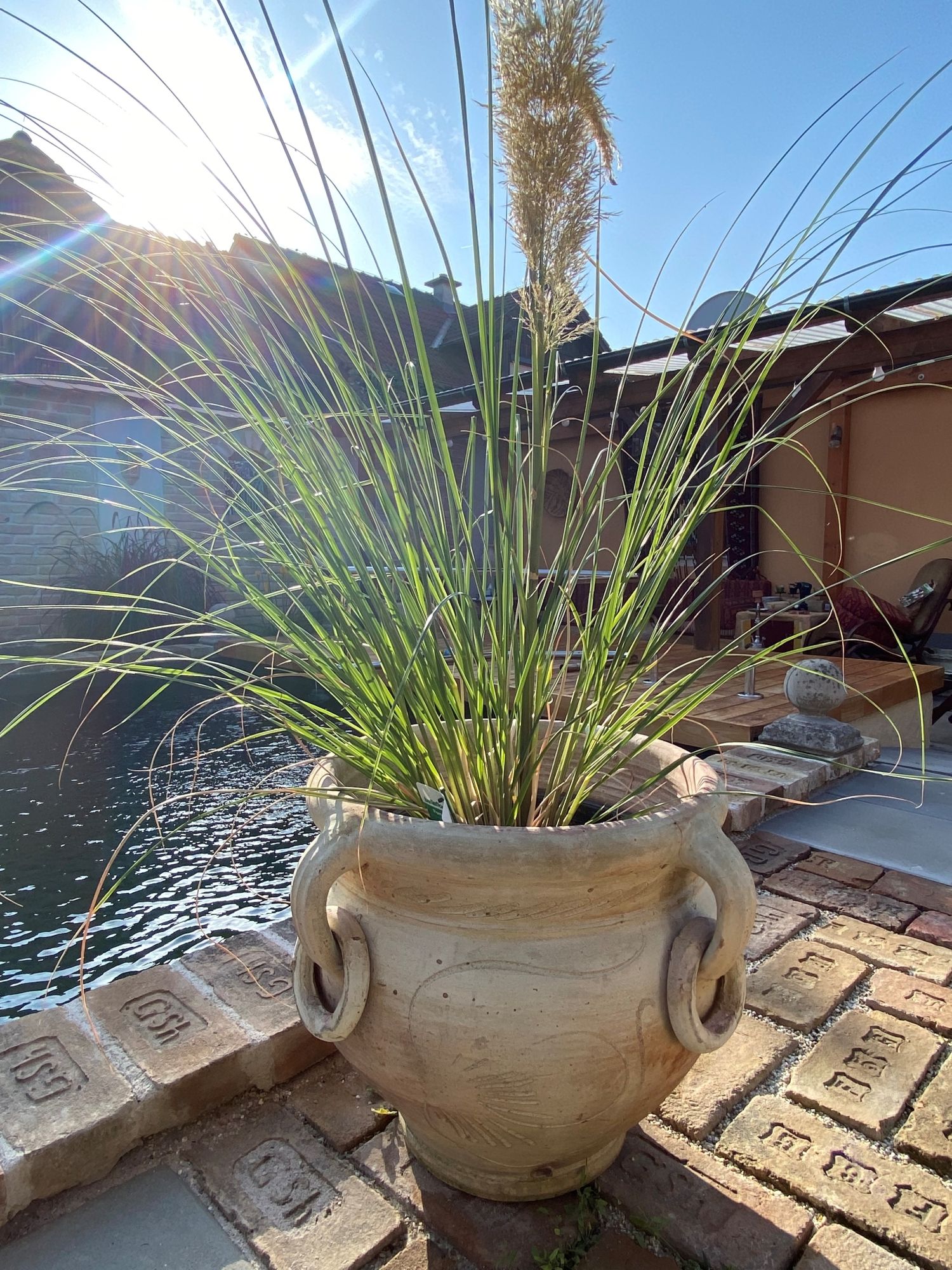 Large terracotta pot with ornamental grass in front of a pond and sunshine.