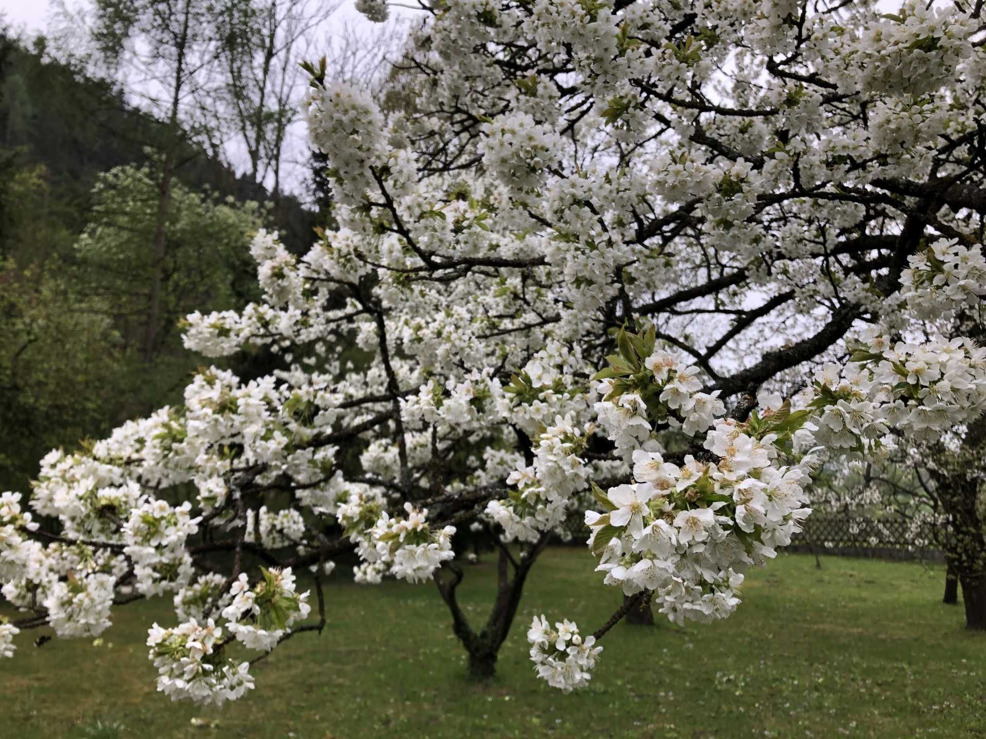 A blossoming tree with white flowers in a green garden.