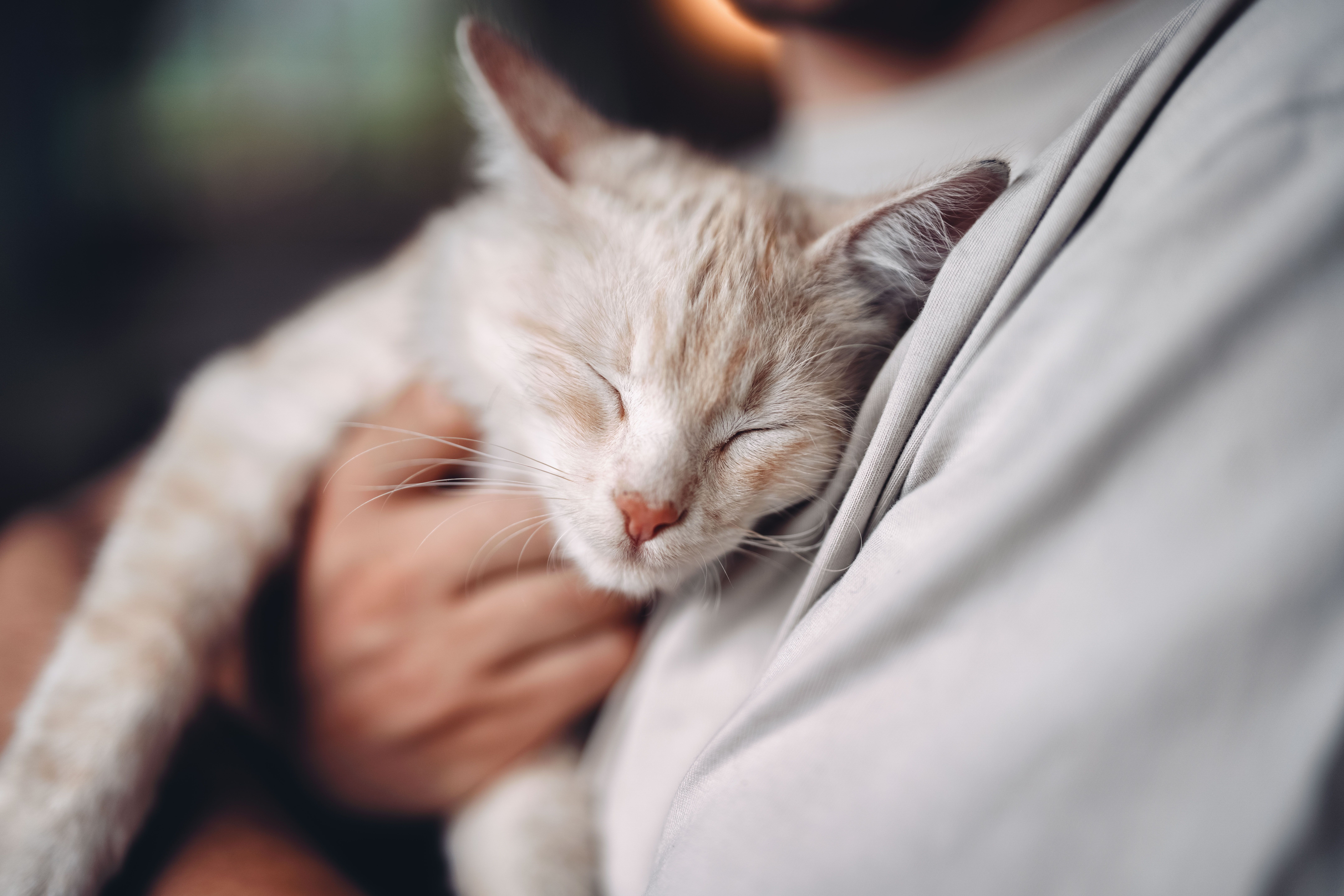 Tavern Resch on the Hörlesberg