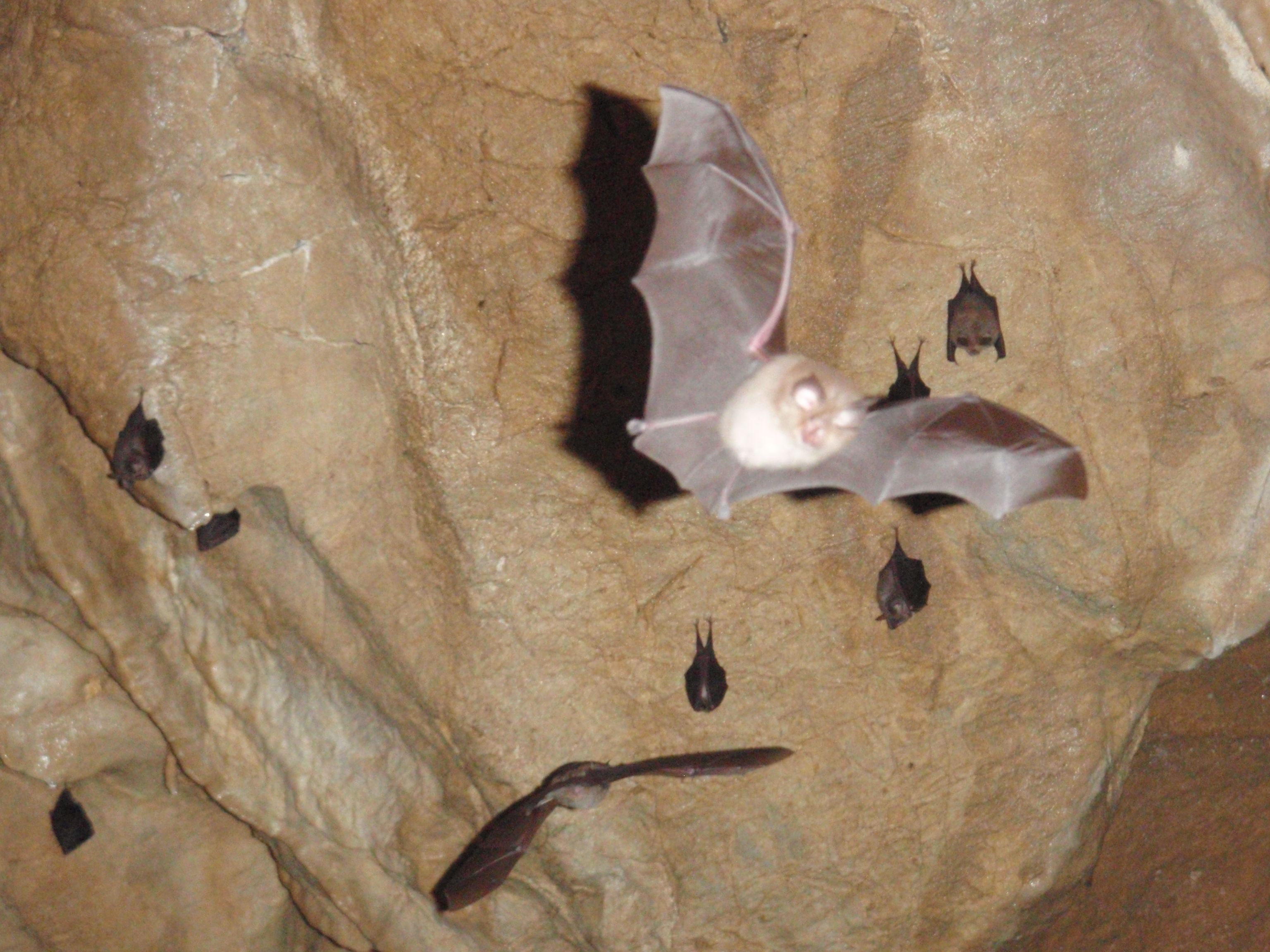 Bats fly in a cave.