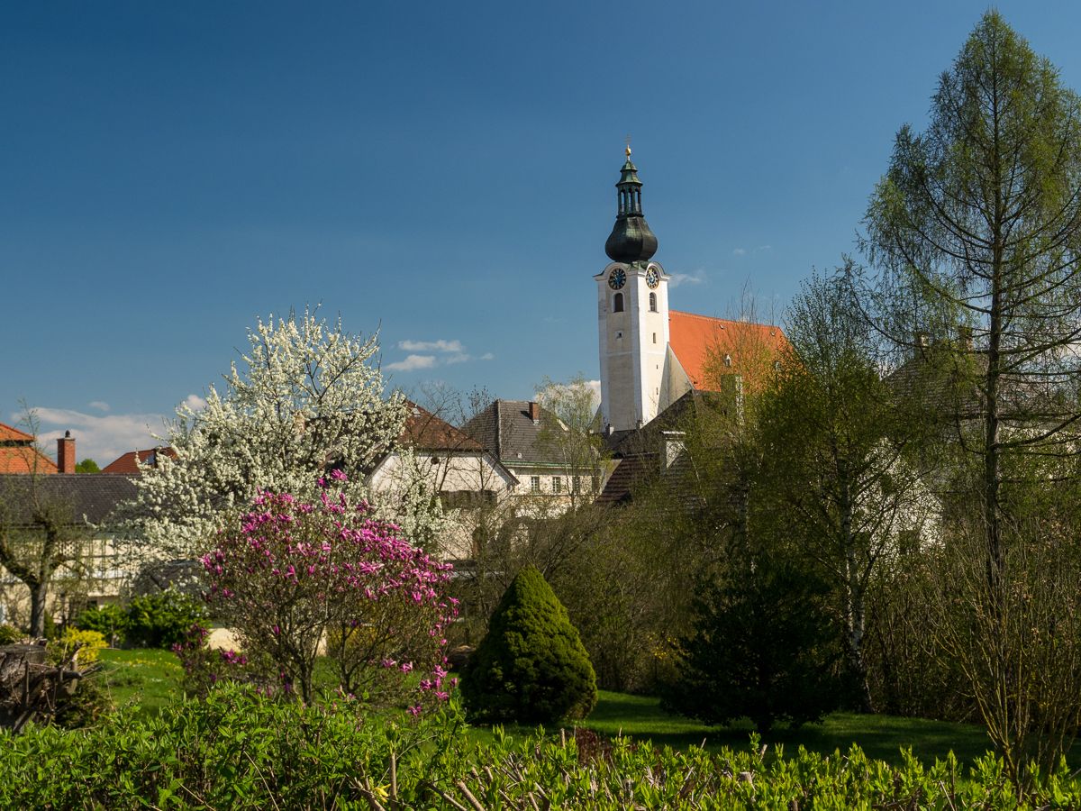 Church tower in Purgstall with blossoming trees in the foreground.