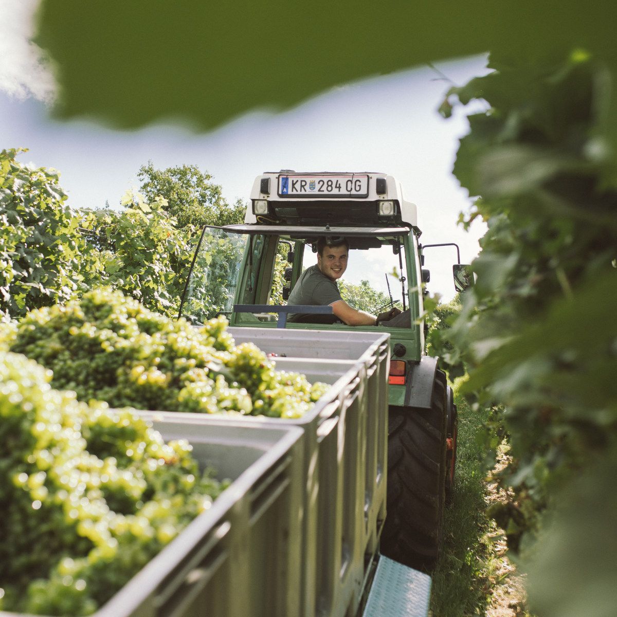 With the tractor in the vineyard