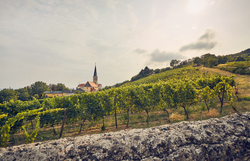 Sanfte Hügel, bedeckt mit üppigen Weinreben, laden zu einem entspannenden Spaziergang ein. Die malerische Landschaft wird von der charmanten Kirche im Hintergrund gekrönt, die den perfekten Rahmen für einen unvergesslichen Tag in der Natur bietet.