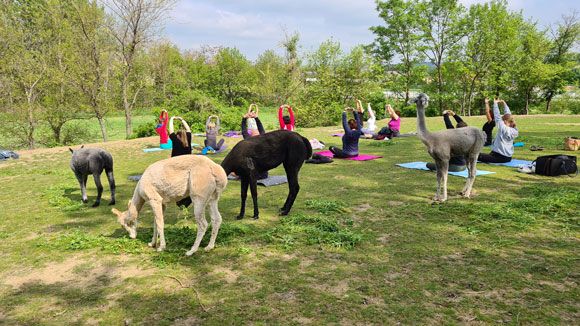 Alpacas graze next to people practicing yoga outdoors.