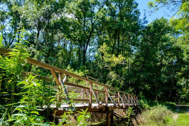 Wooden bridge in a wooded area with lush greenery and clear skies.