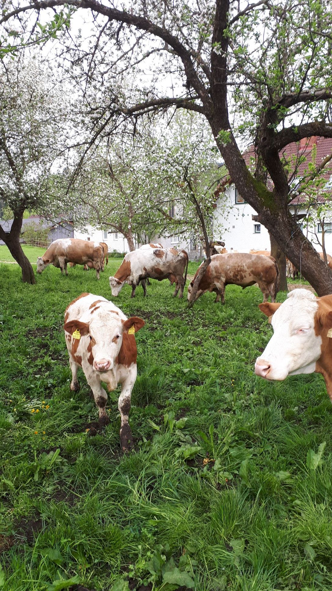 Cows