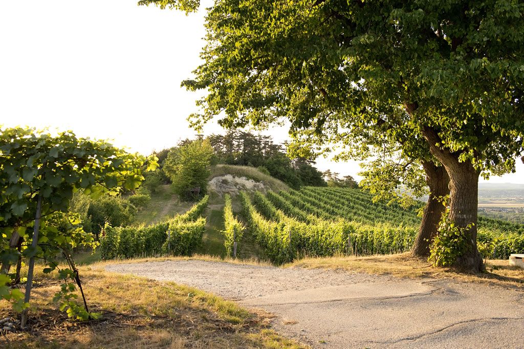 Vineyard with tree in the foreground at sunset.
