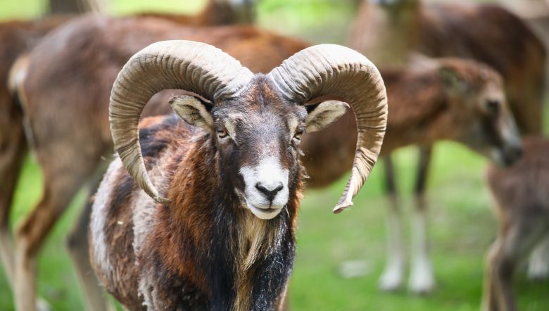 A mouflon with large, curved horns stands in the foreground, surrounded by other animals in the background.