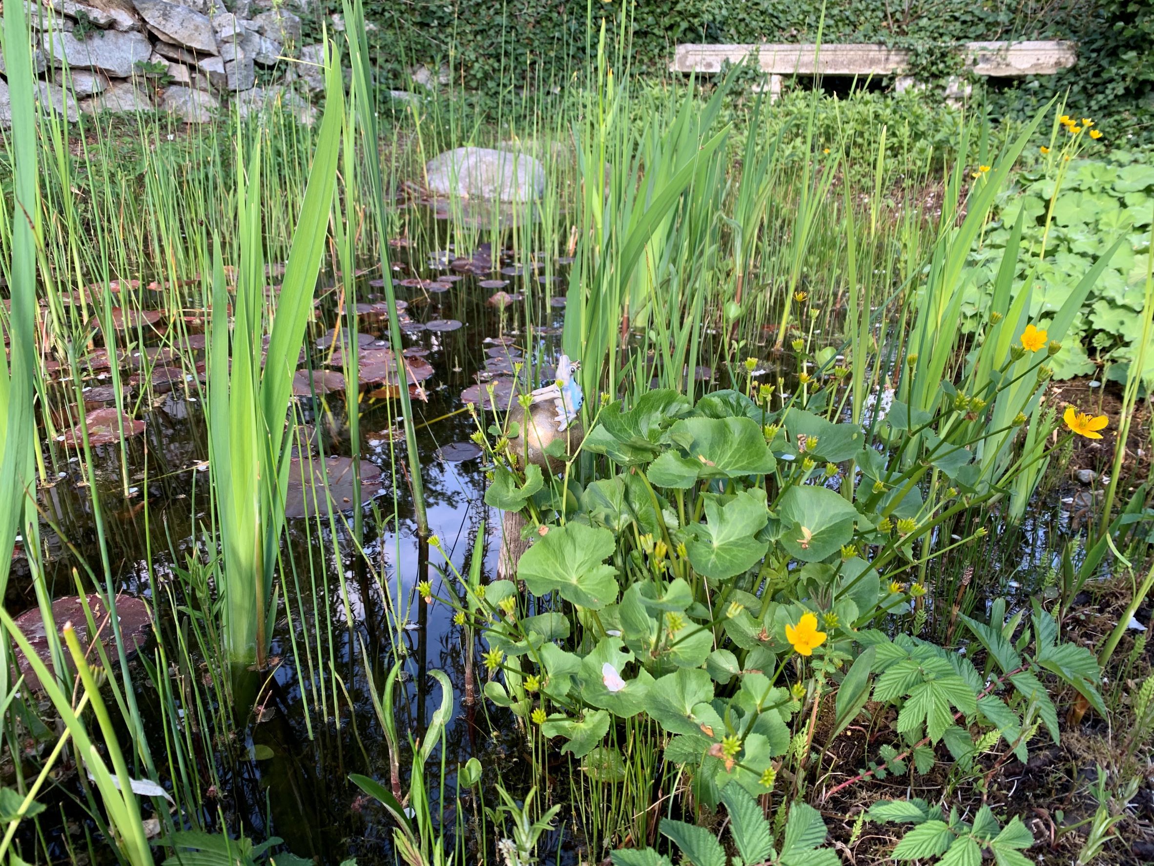 A pond with water lilies, reeds and yellow flowers, surrounded by a stone wall and plants.