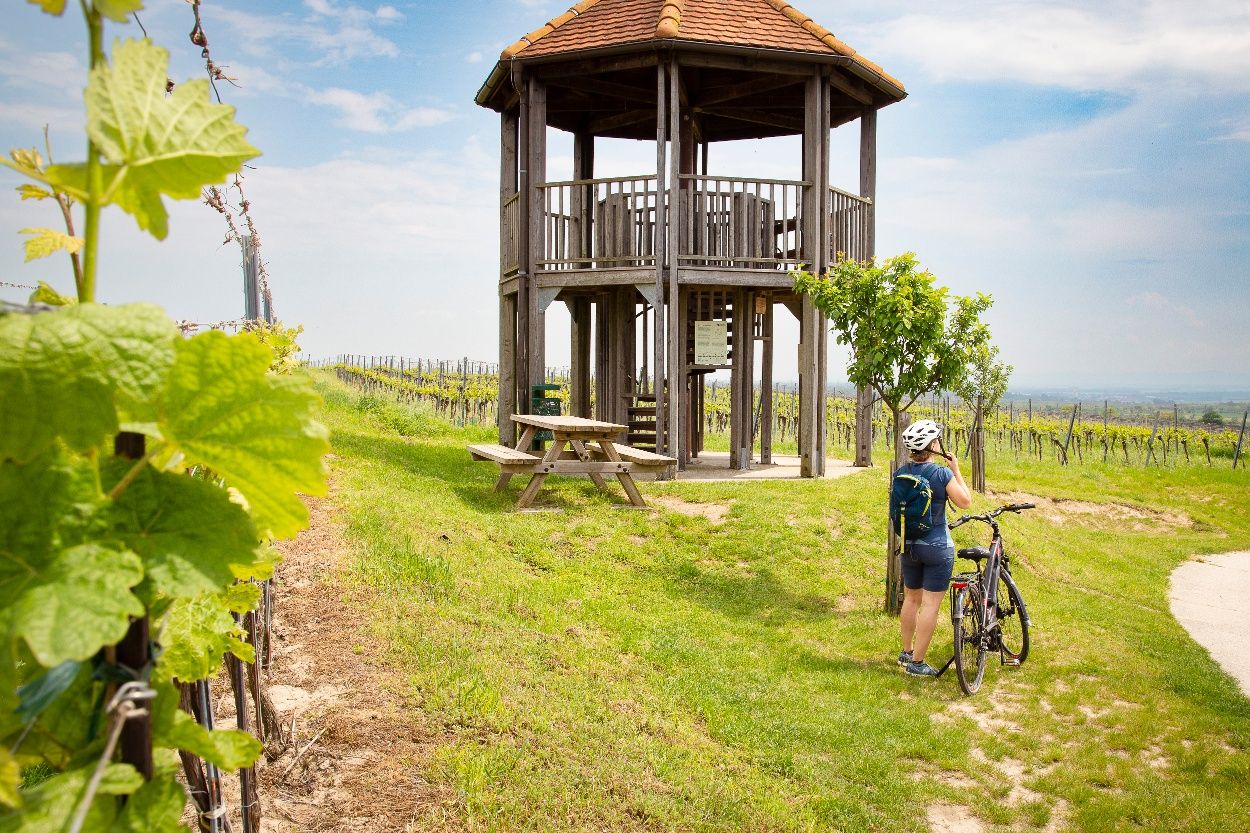A person with a bicycle stands in front of a wooden lookout point in the middle of vineyards.