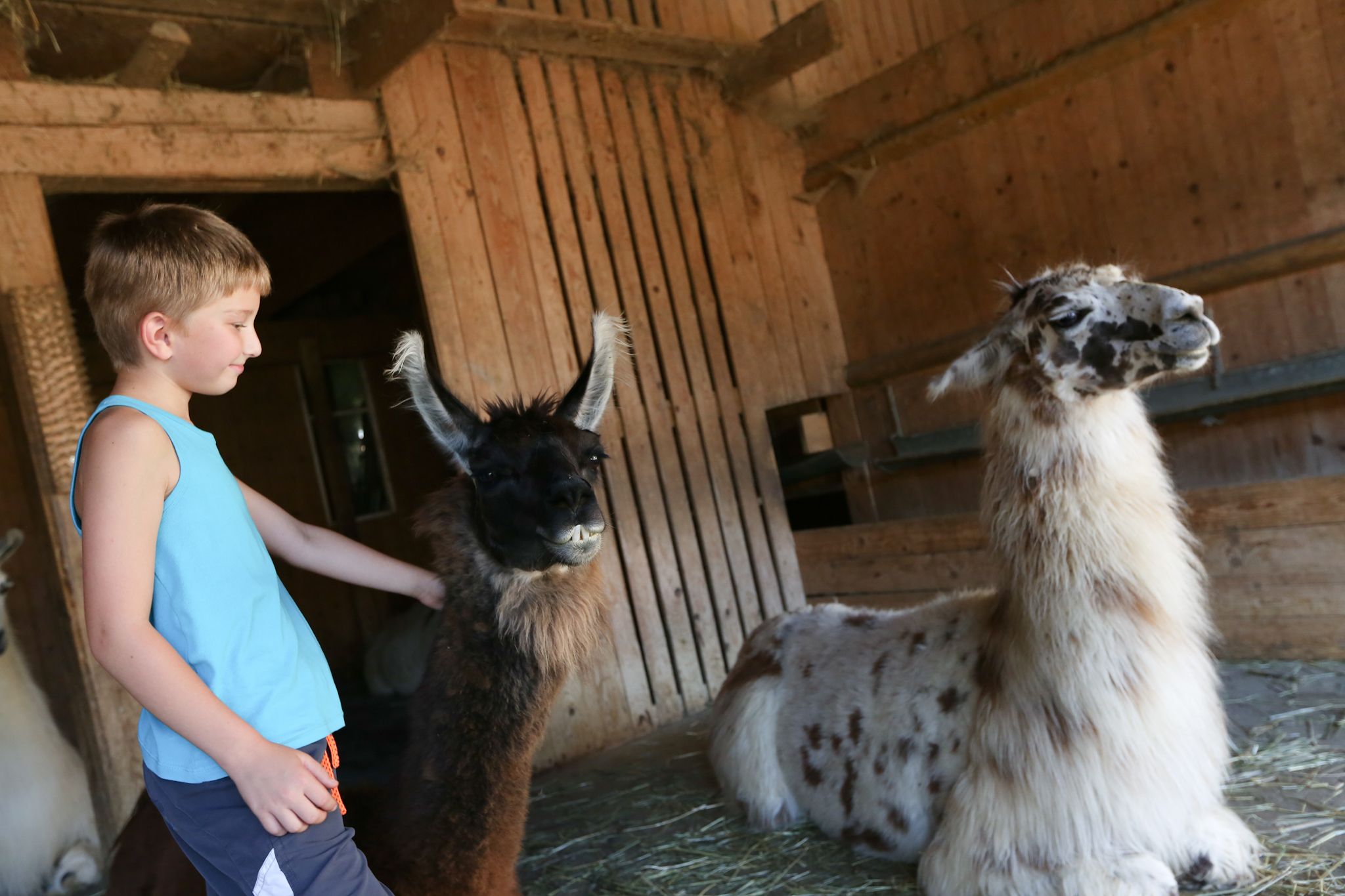 A boy strokes a llama in a stable while another llama sits next to it.