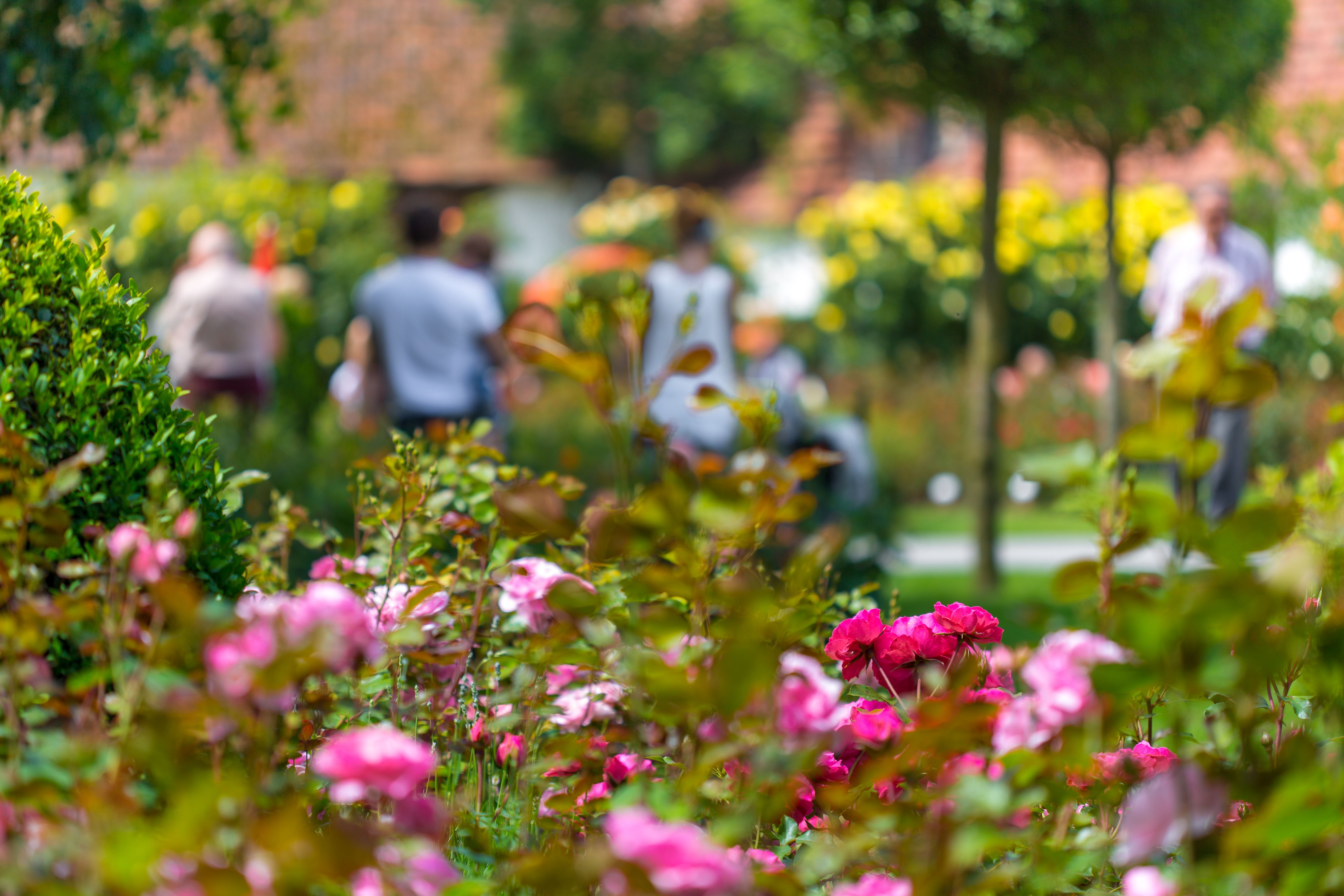 Roses and plants in the foreground, people walking in the background