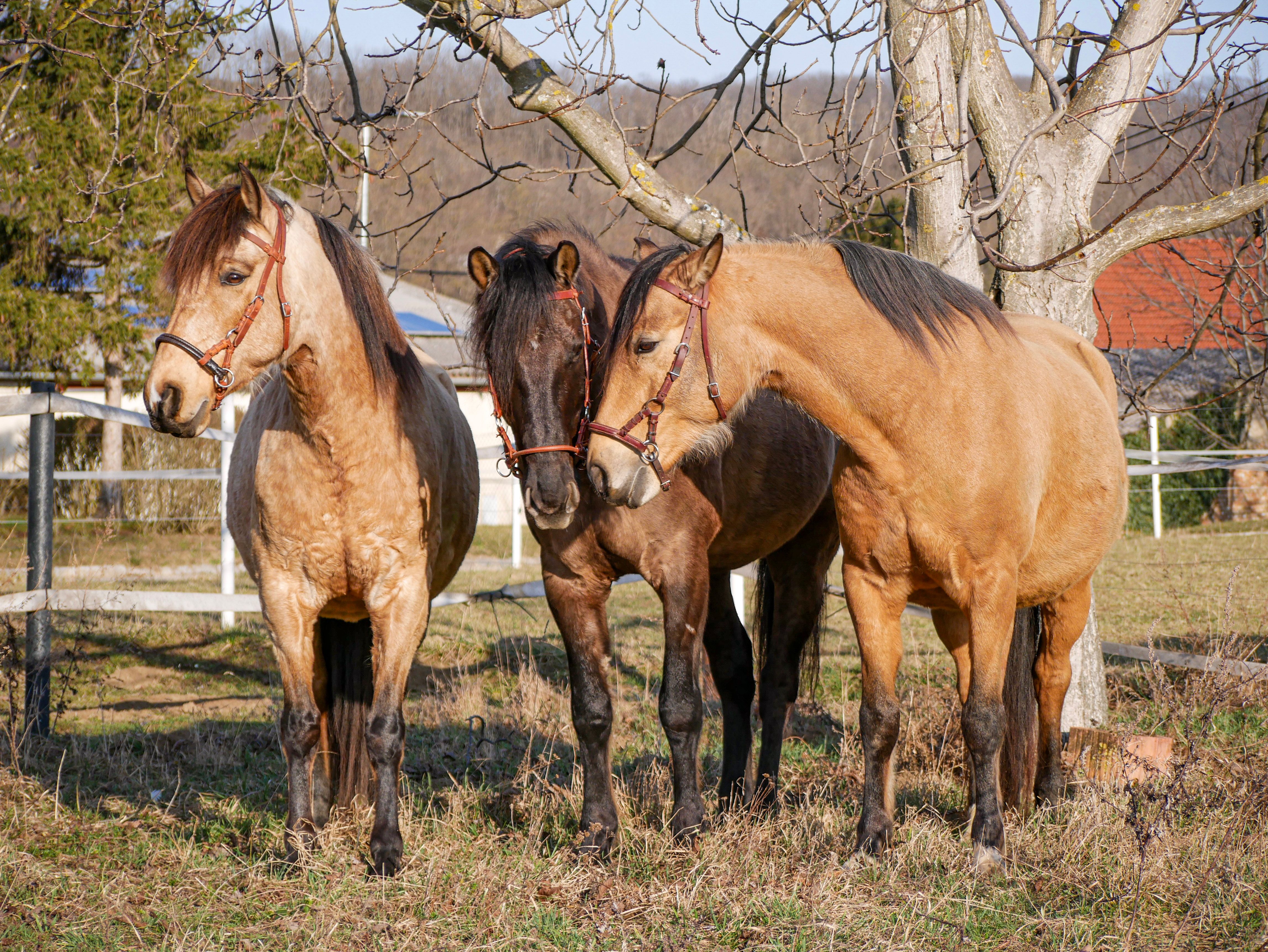 Three horses are standing next to each other in a pasture next to a tree.