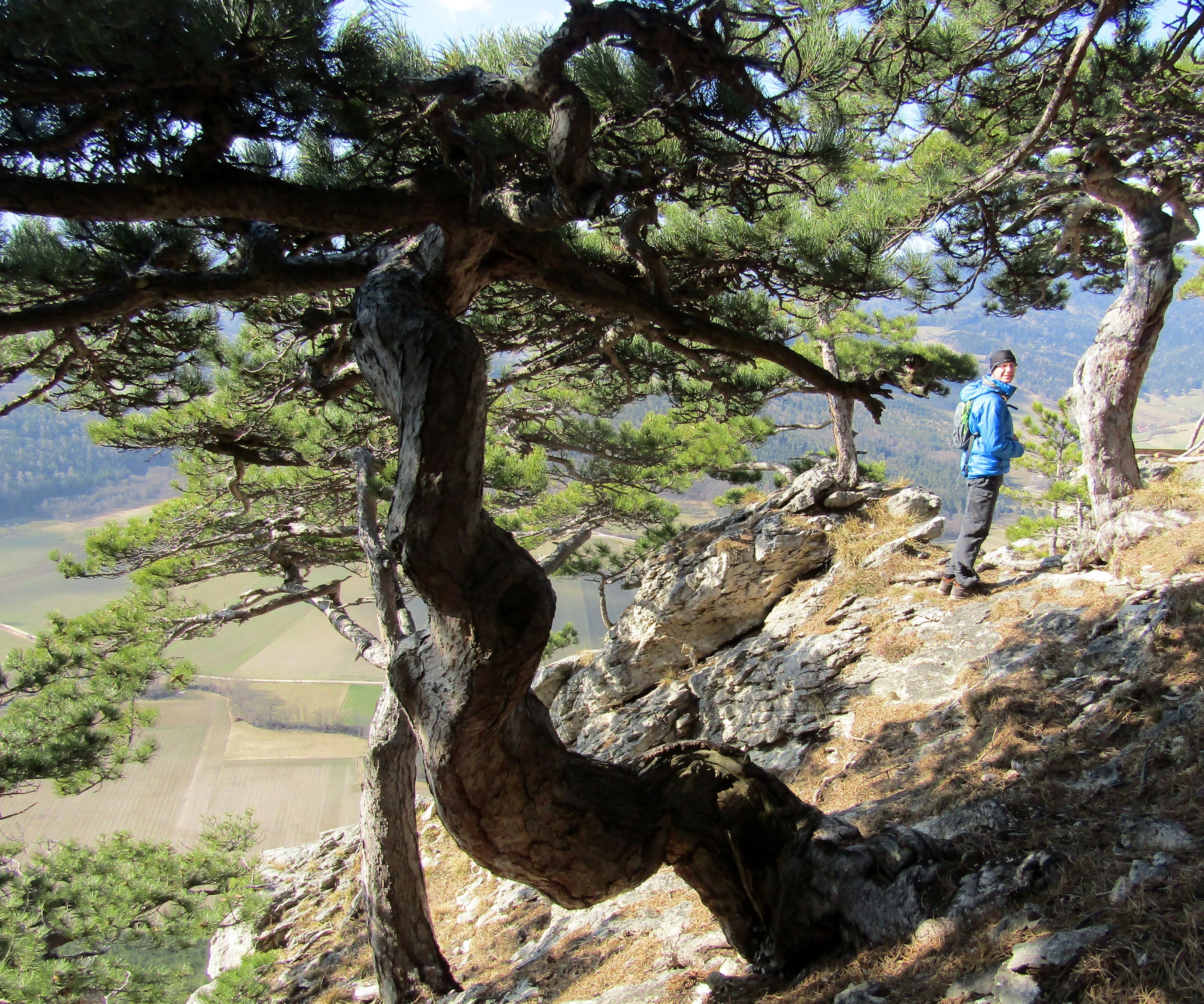 A person in a blue jacket stands on a rocky vantage point next to a gnarled tree, overlooking a valley.