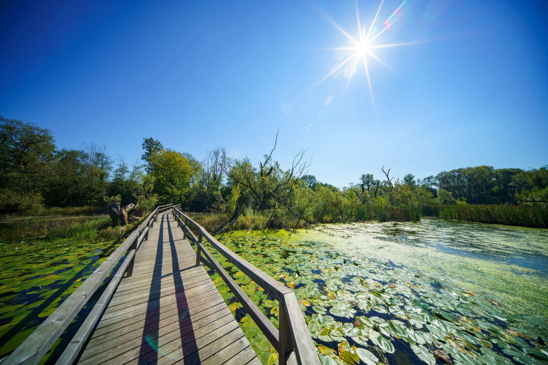 Wooden footbridge in the Feldmühle Nature Park, surrounded by water plants and trees, under a bright blue sky with sunshine.