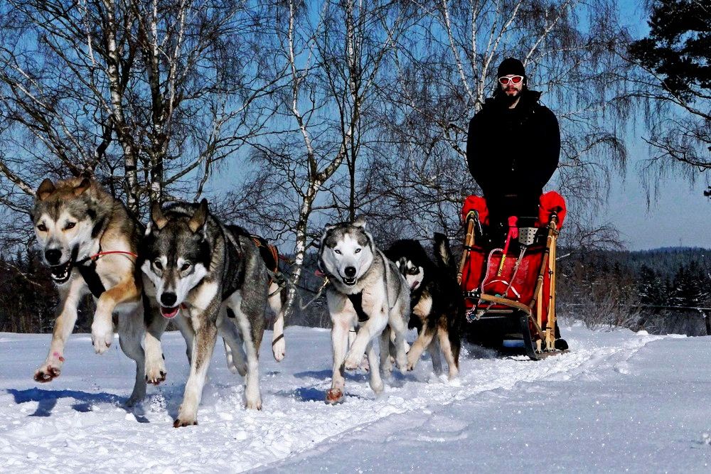 A team of sled dogs pulls a sled through a snowy landscape, steered by a person in winter clothing.